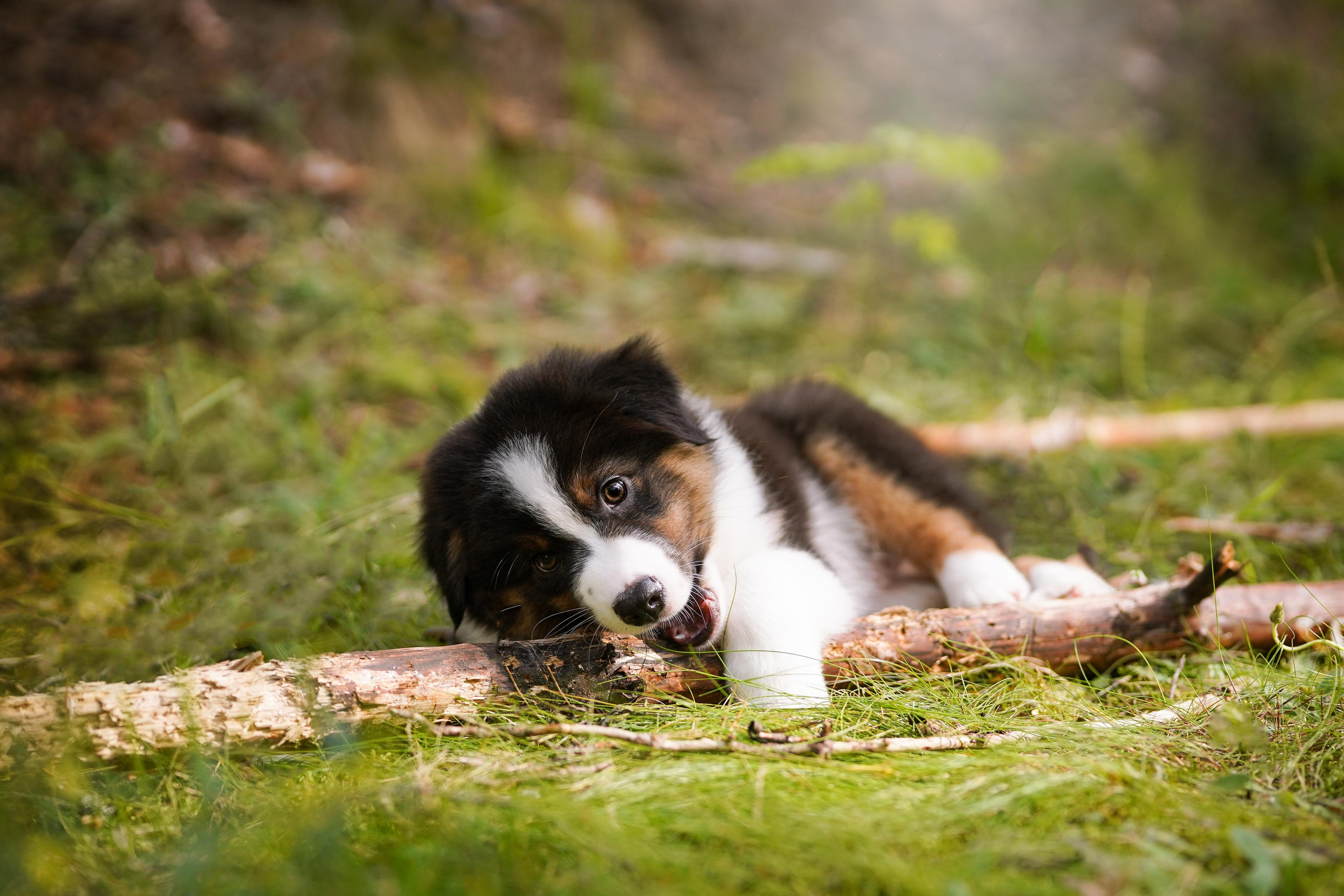 Щены аусси. Фотограф-анималист в Санкт-Петербурге Яна Мартынова