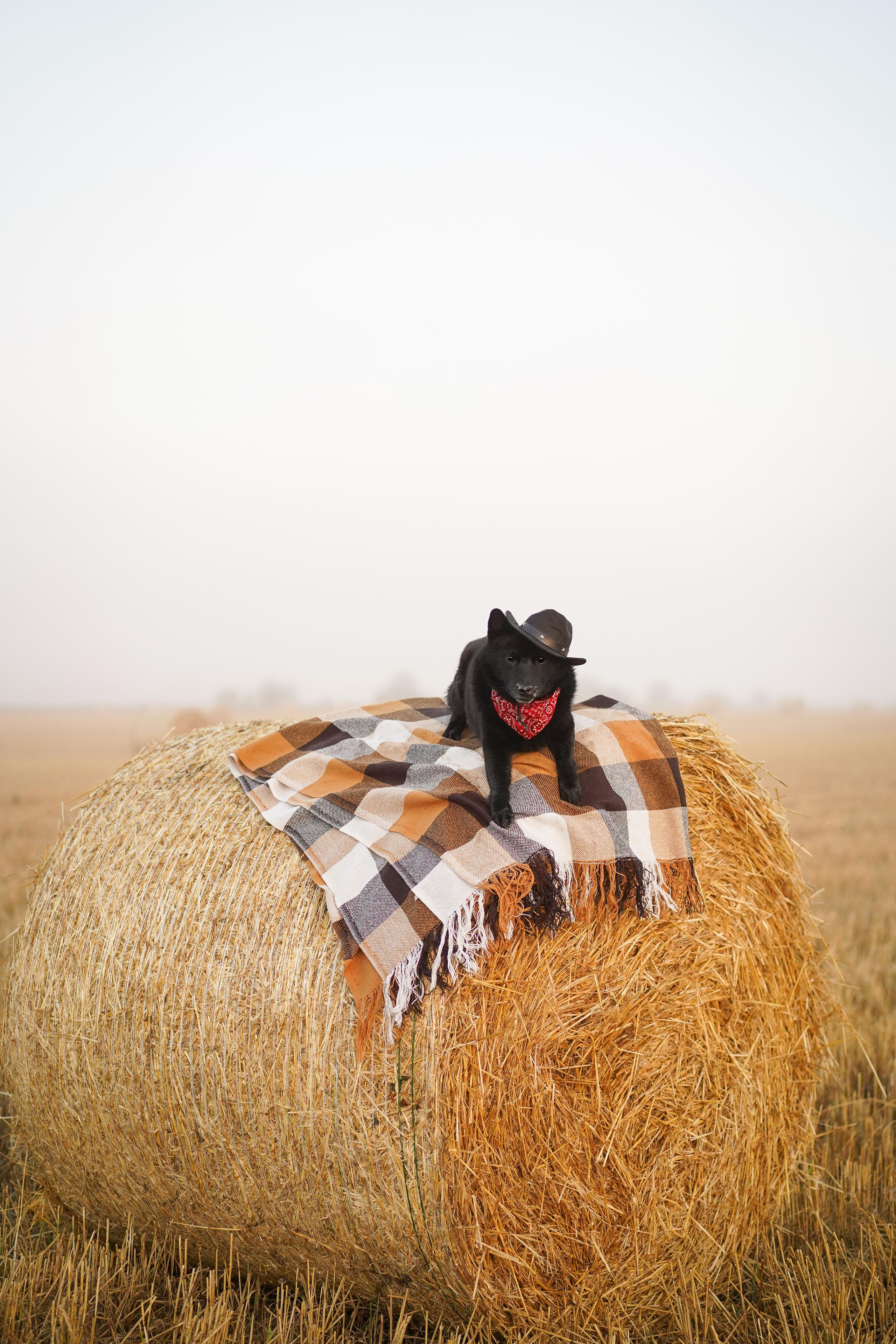 Аня и Арчи. Фотограф-анималист в Санкт-Петербурге Яна Мартынова