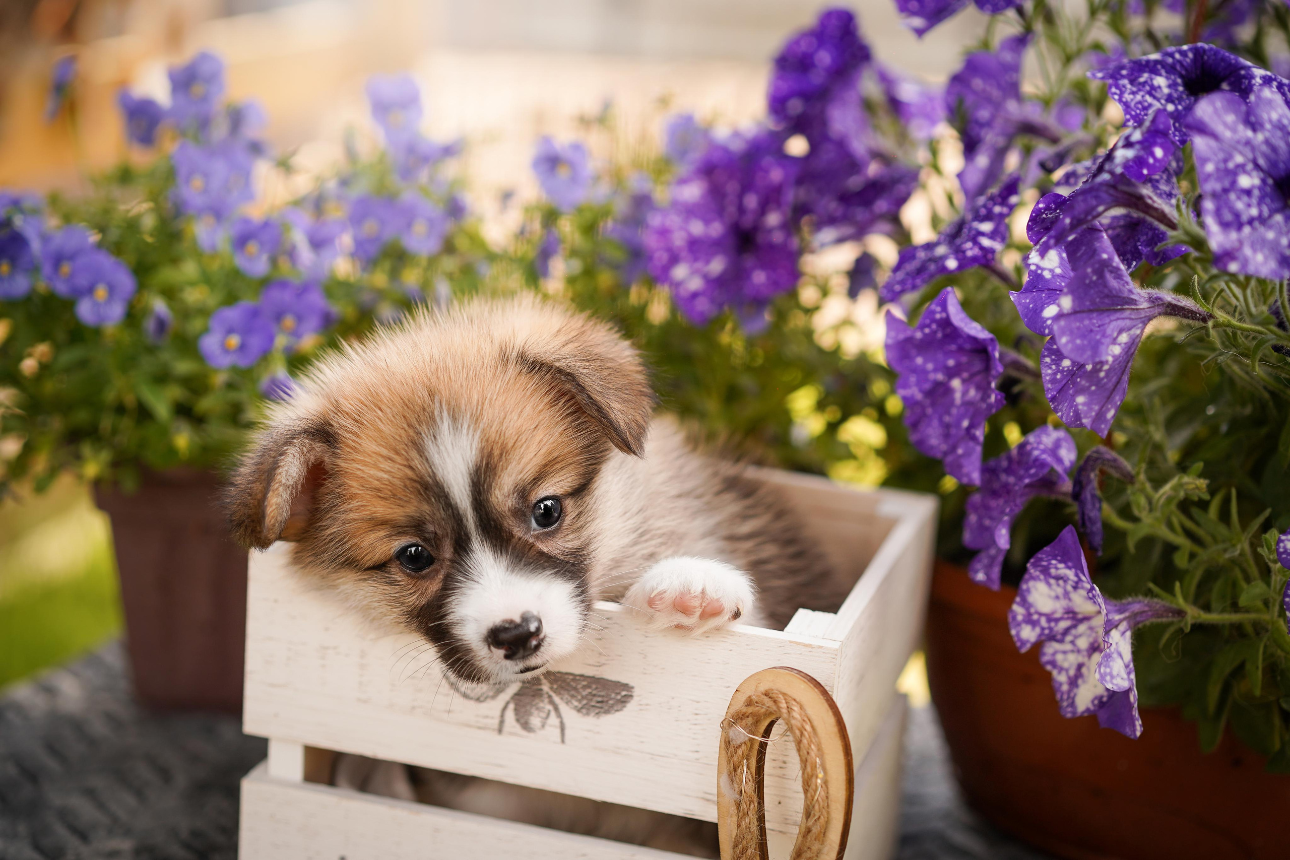 Щенки вельш-корги пемброк. Фотограф-анималист в Санкт-Петербурге Яна Мартынова
