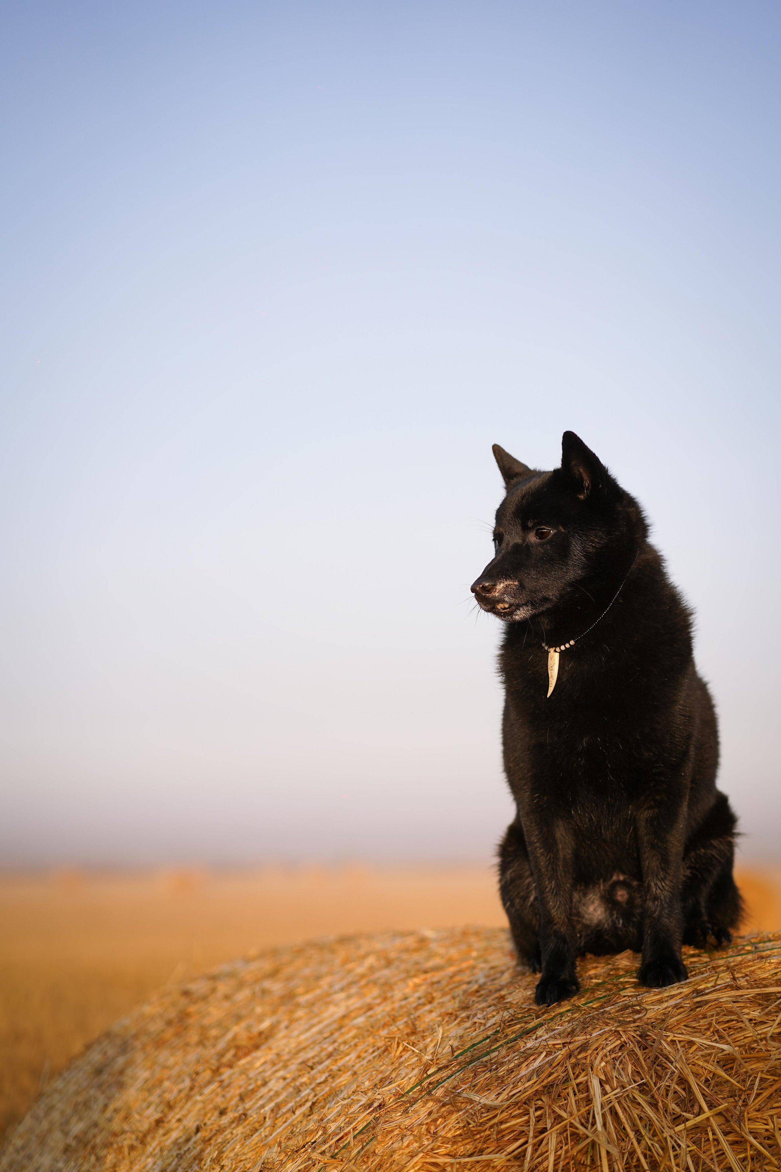 Аня и Арчи. Фотограф-анималист в Санкт-Петербурге Яна Мартынова