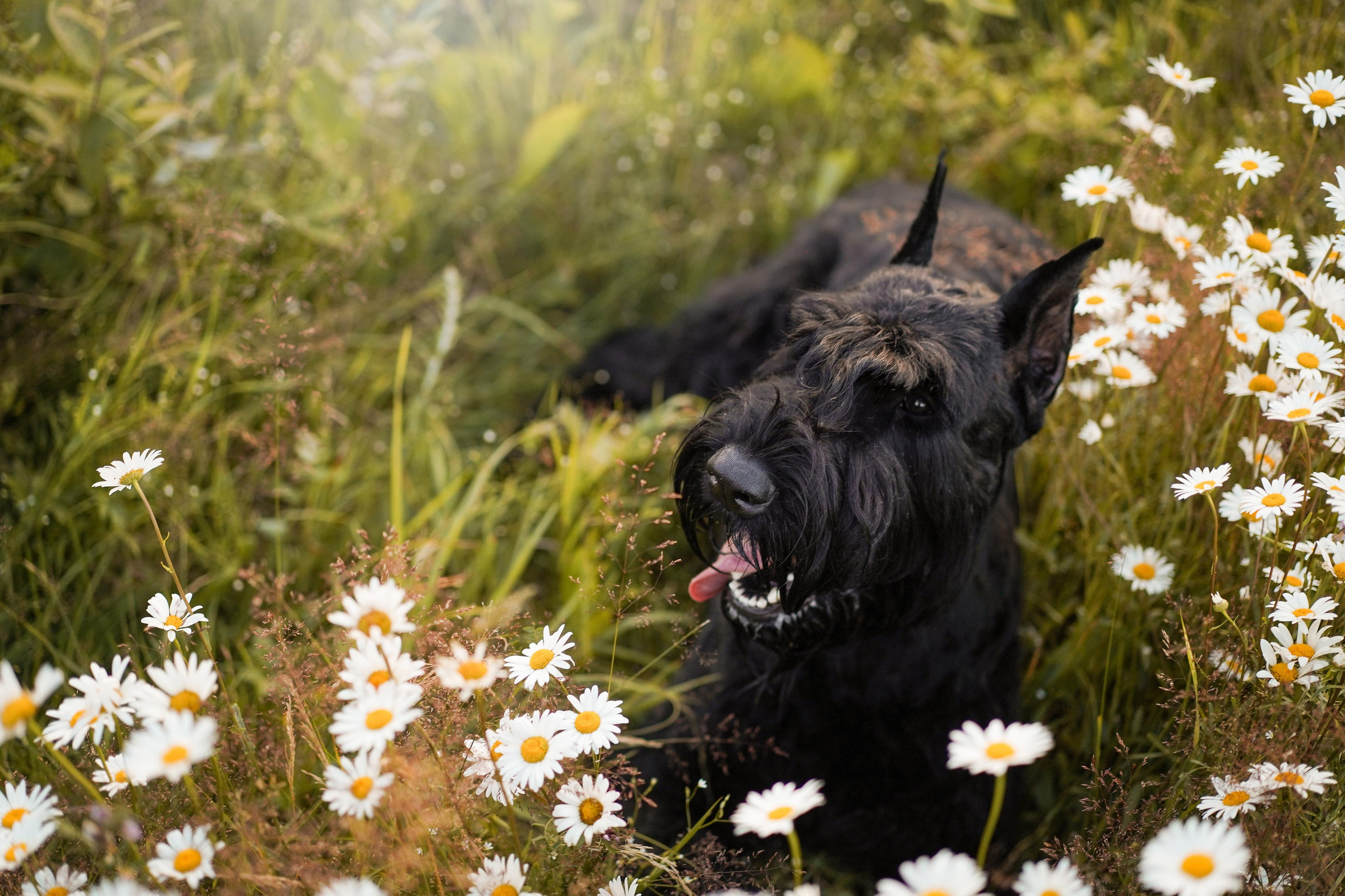 Оля Миша и песели. Фотограф-анималист в Санкт-Петербурге Яна Мартынова