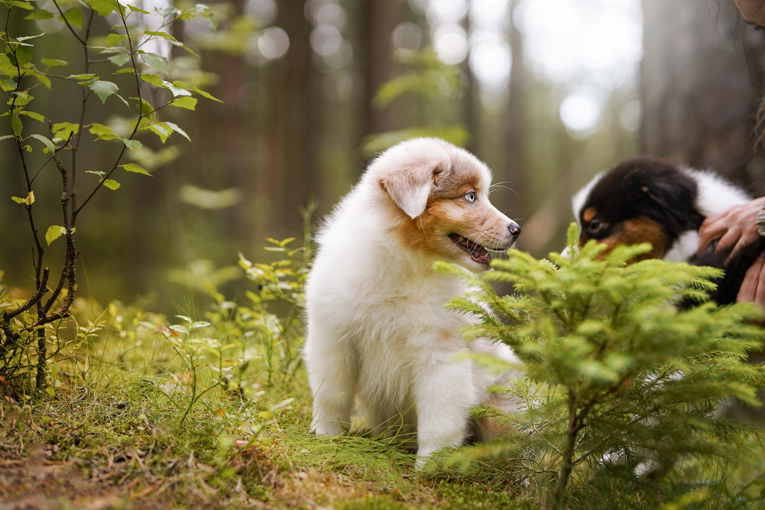 Щены аусси. Фотограф-анималист в Санкт-Петербурге Яна Мартынова