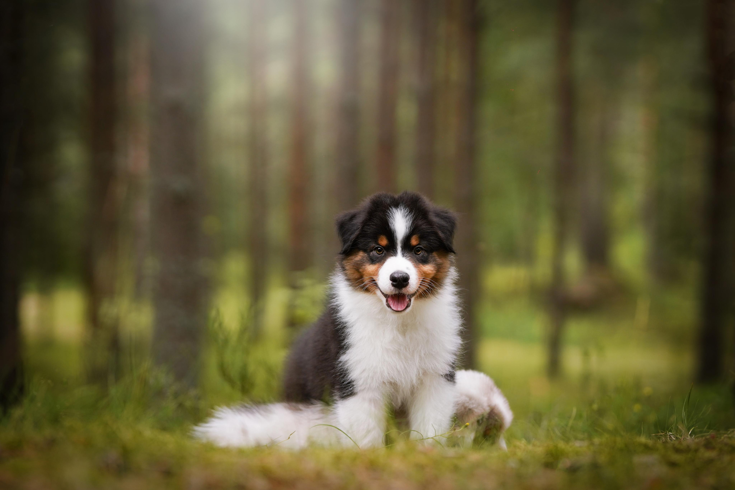 Щены аусси. Фотограф-анималист в Санкт-Петербурге Яна Мартынова