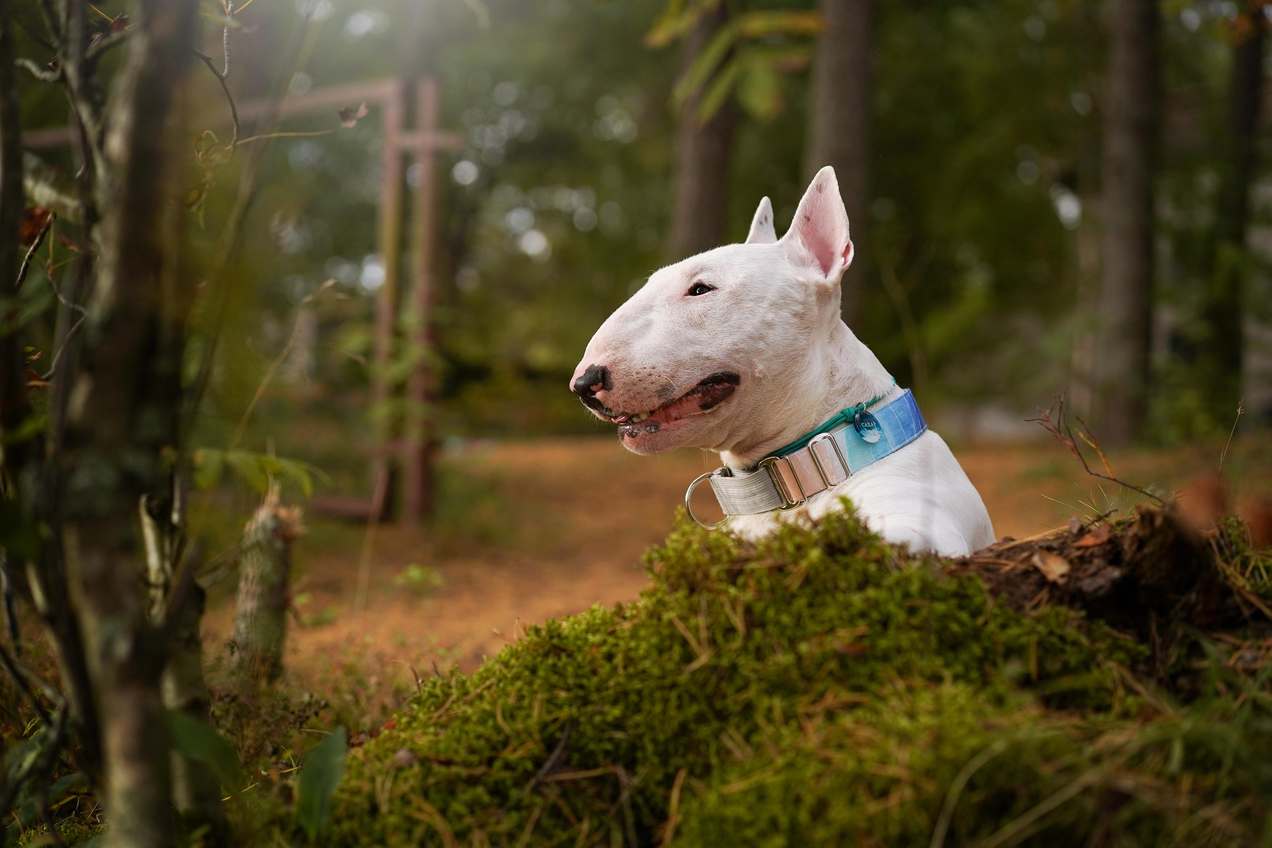 Настя Рома и Сахар. Фотограф-анималист в Санкт-Петербурге Яна Мартынова