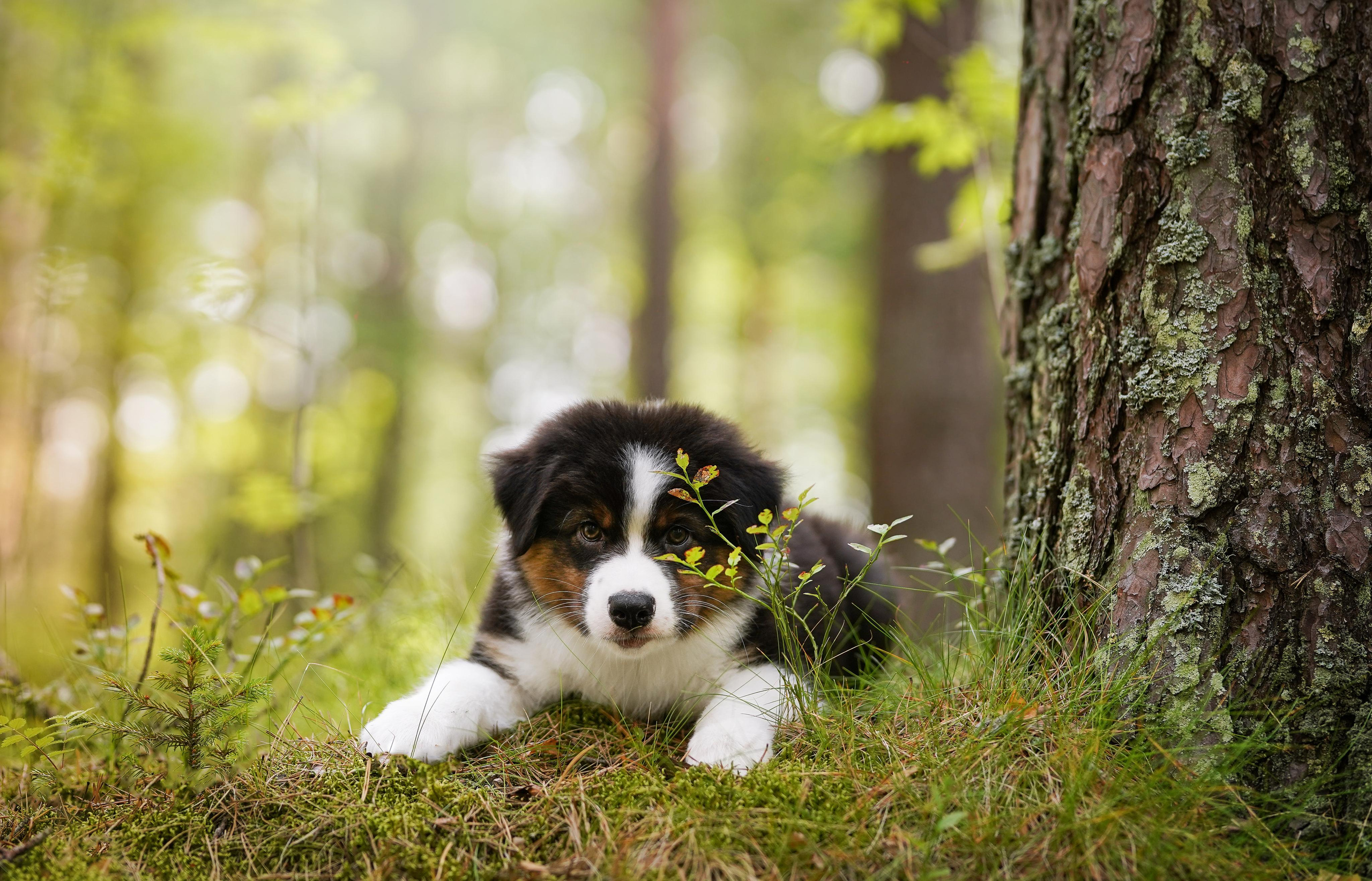 Щены аусси. Фотограф-анималист в Санкт-Петербурге Яна Мартынова