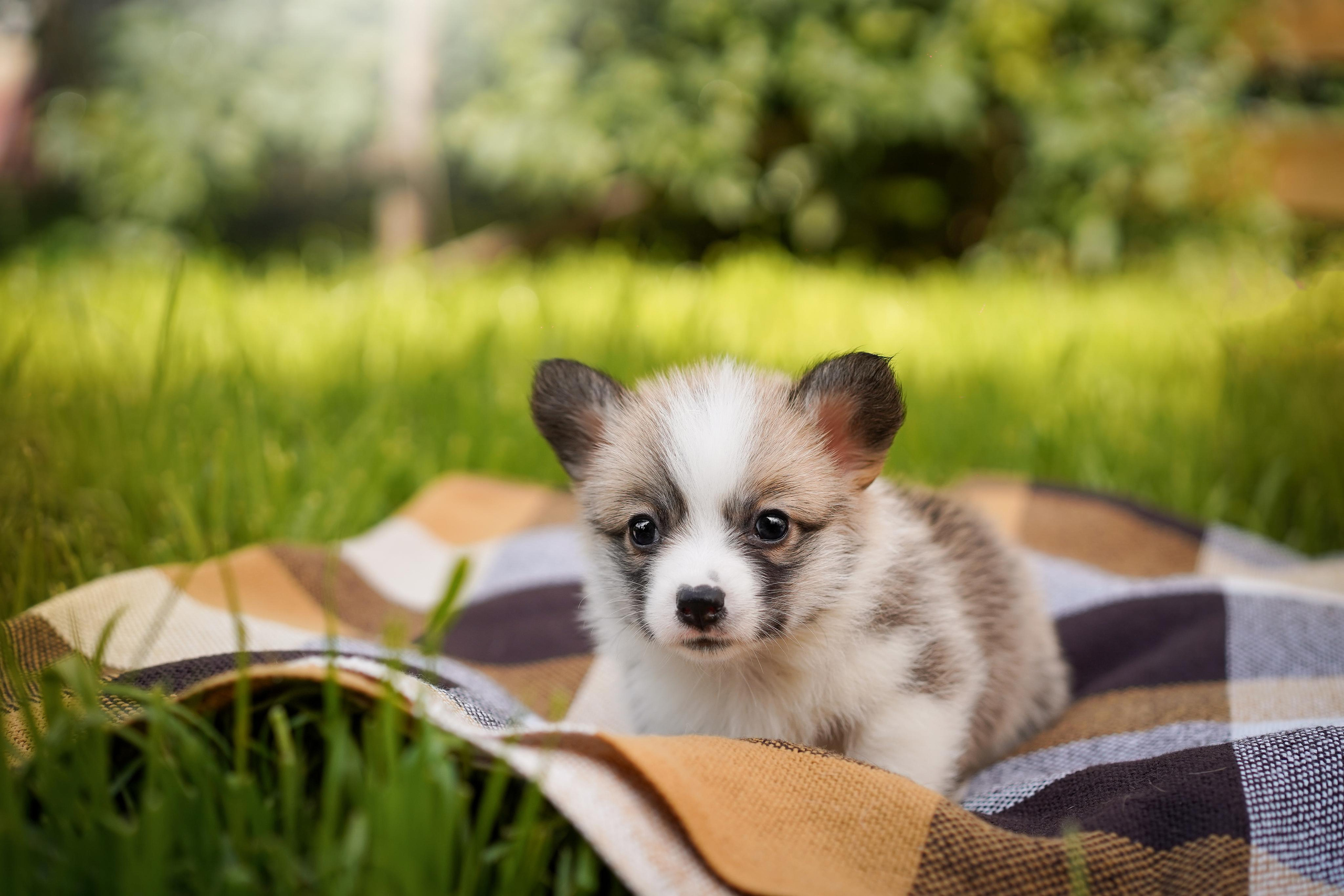 Щенки вельш-корги пемброк. Фотограф-анималист в Санкт-Петербурге Яна Мартынова