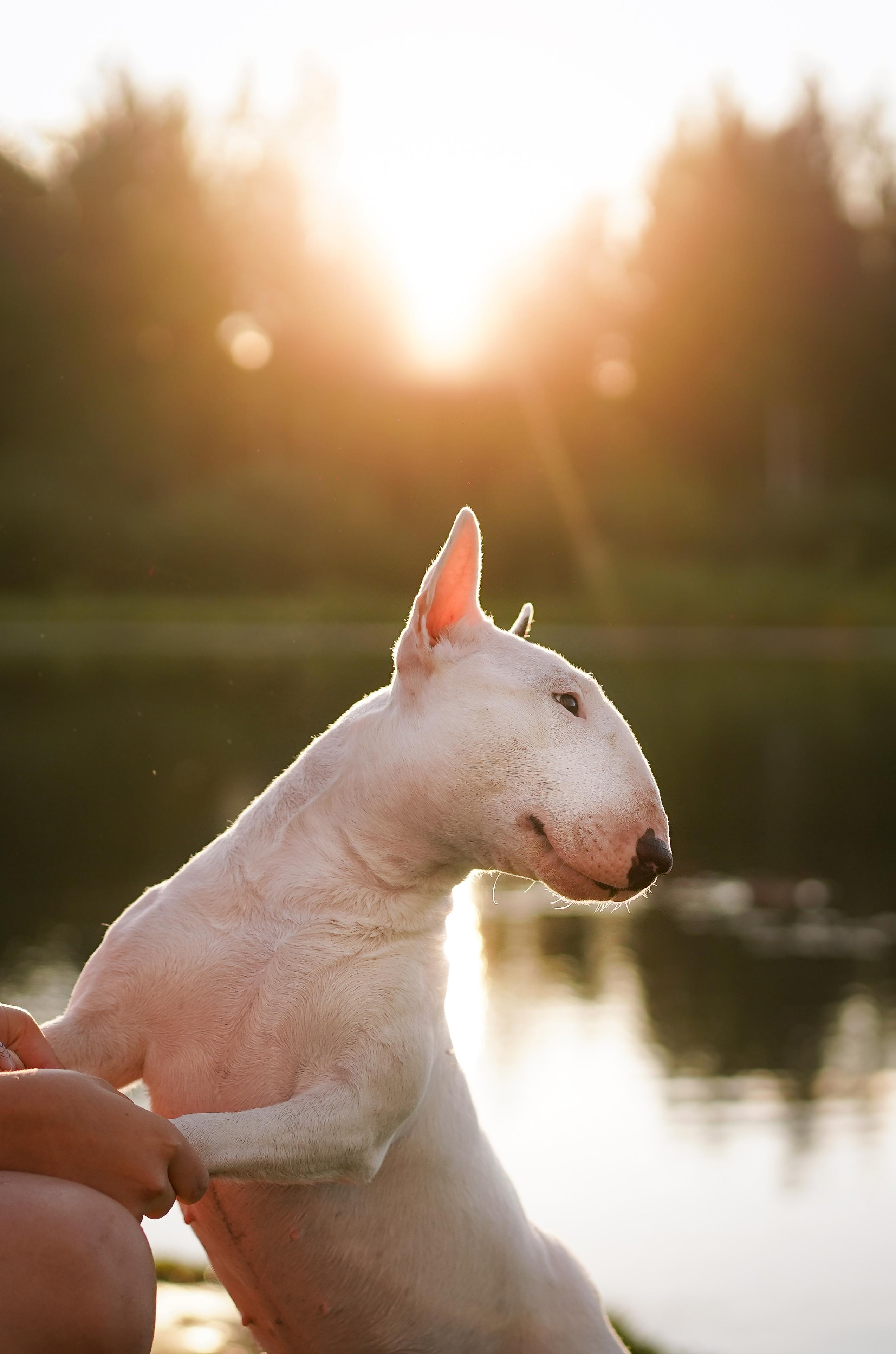 Таисия и Баля. Фотограф-анималист в Санкт-Петербурге Яна Мартынова