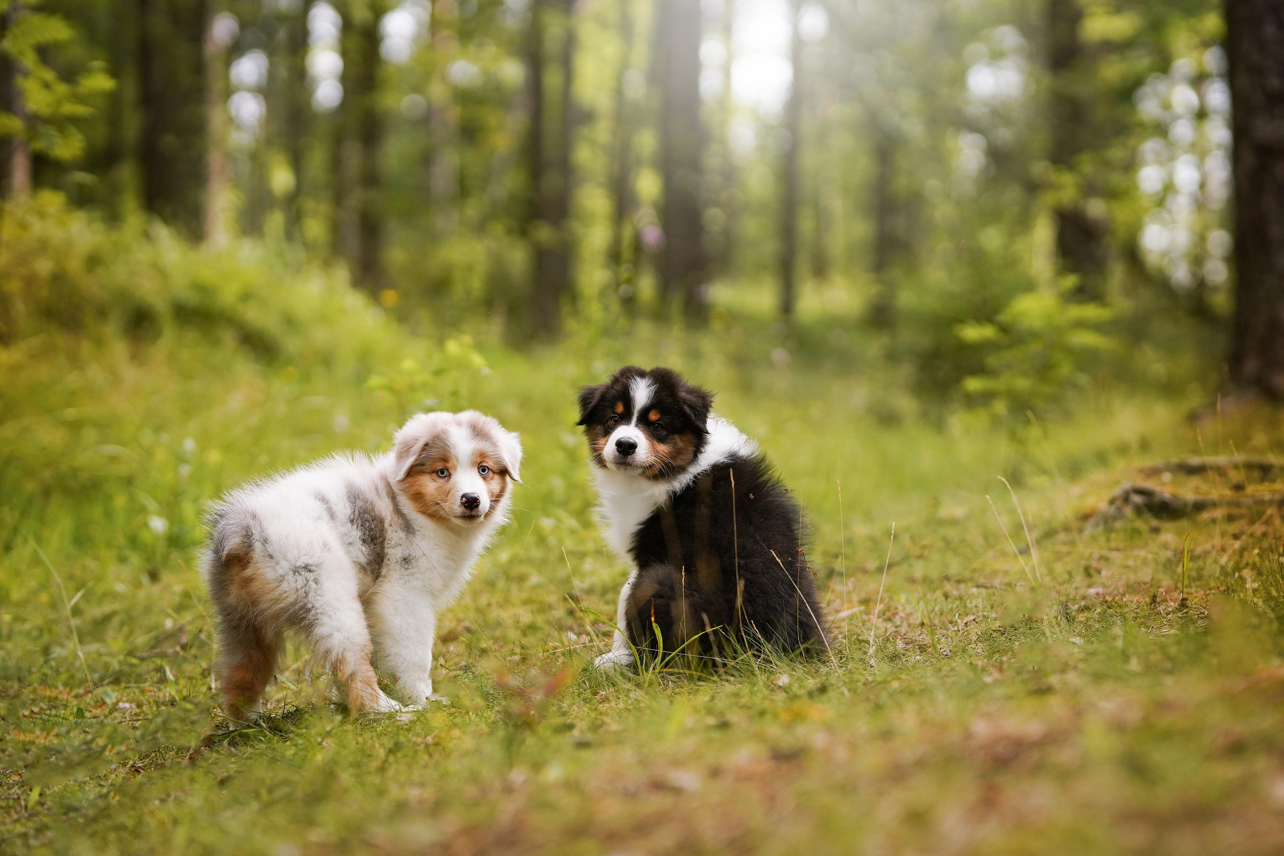 Щены аусси. Фотограф-анималист в Санкт-Петербурге Яна Мартынова