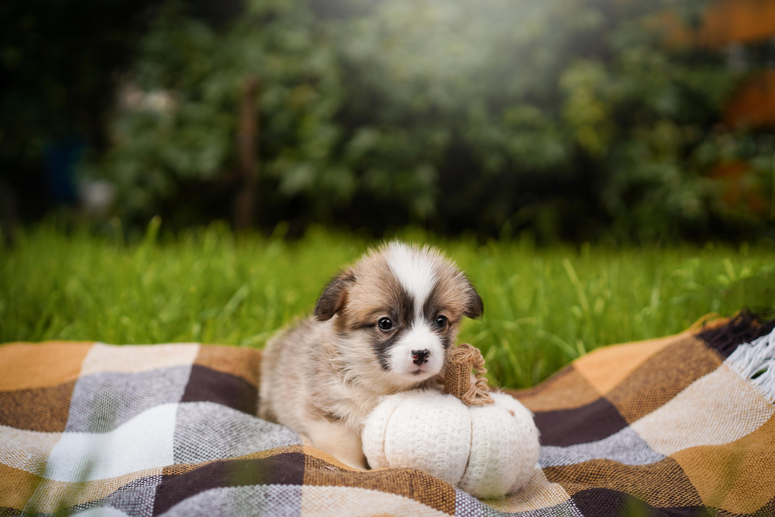 Щенки вельш-корги пемброк. Фотограф-анималист в Санкт-Петербурге Яна Мартынова