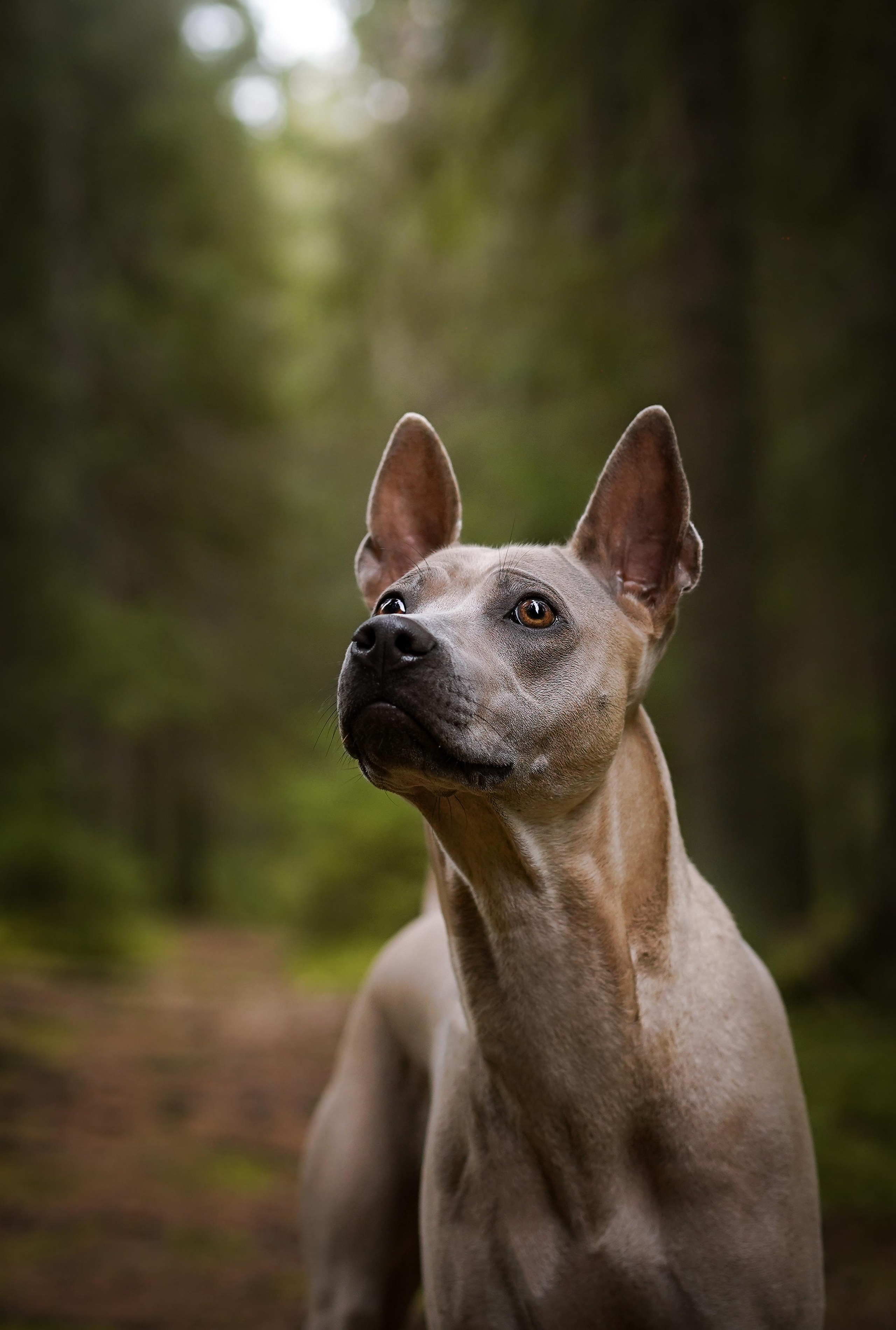 Юля Дима Грей и Тоффи. Фотограф-анималист в Санкт-Петербурге Яна Мартынова