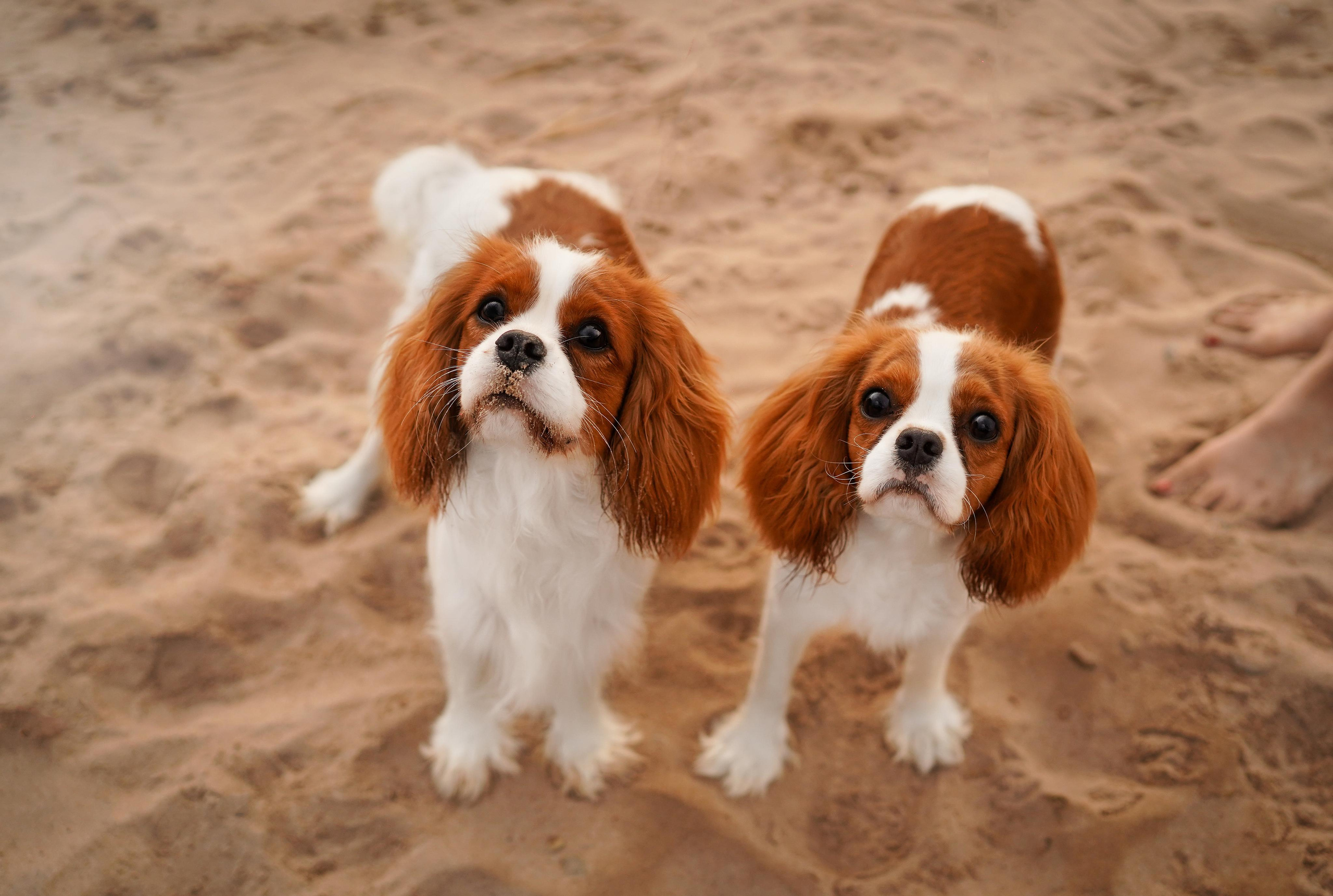 Катя, Злата и Луна. Фотограф-анималист в Санкт-Петербурге Яна Мартынова