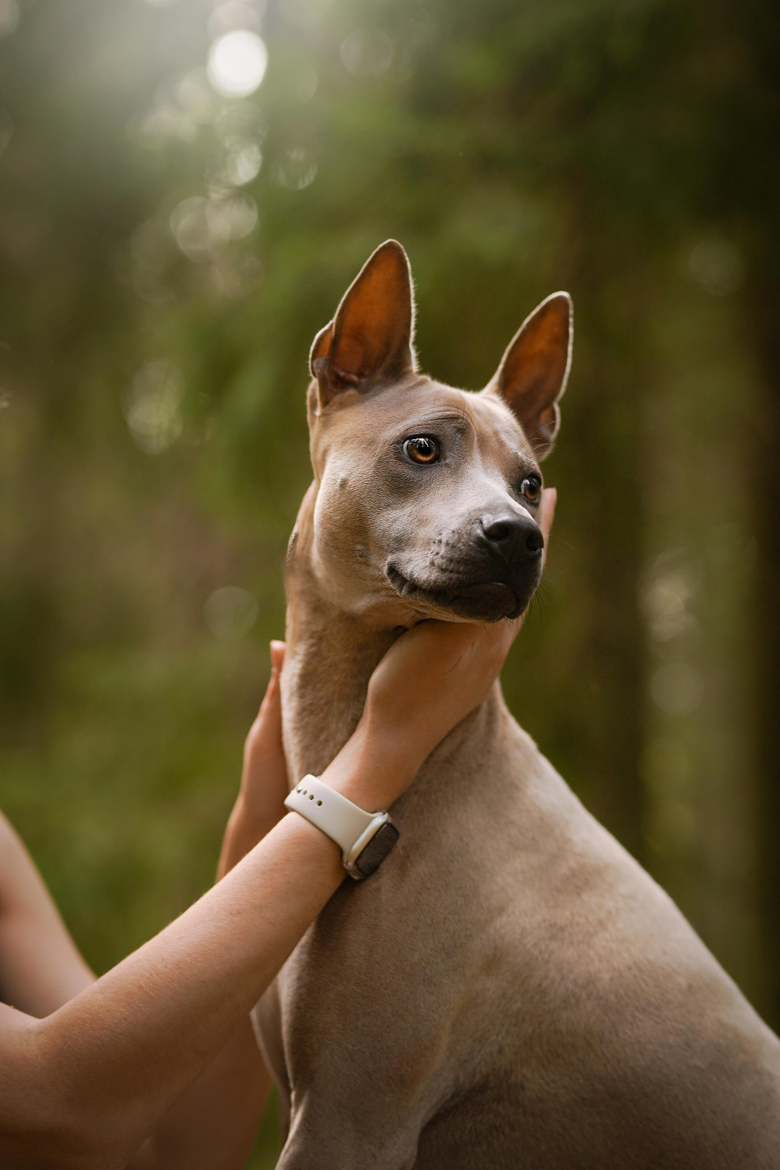 Юля Дима Грей и Тоффи. Фотограф-анималист в Санкт-Петербурге Яна Мартынова