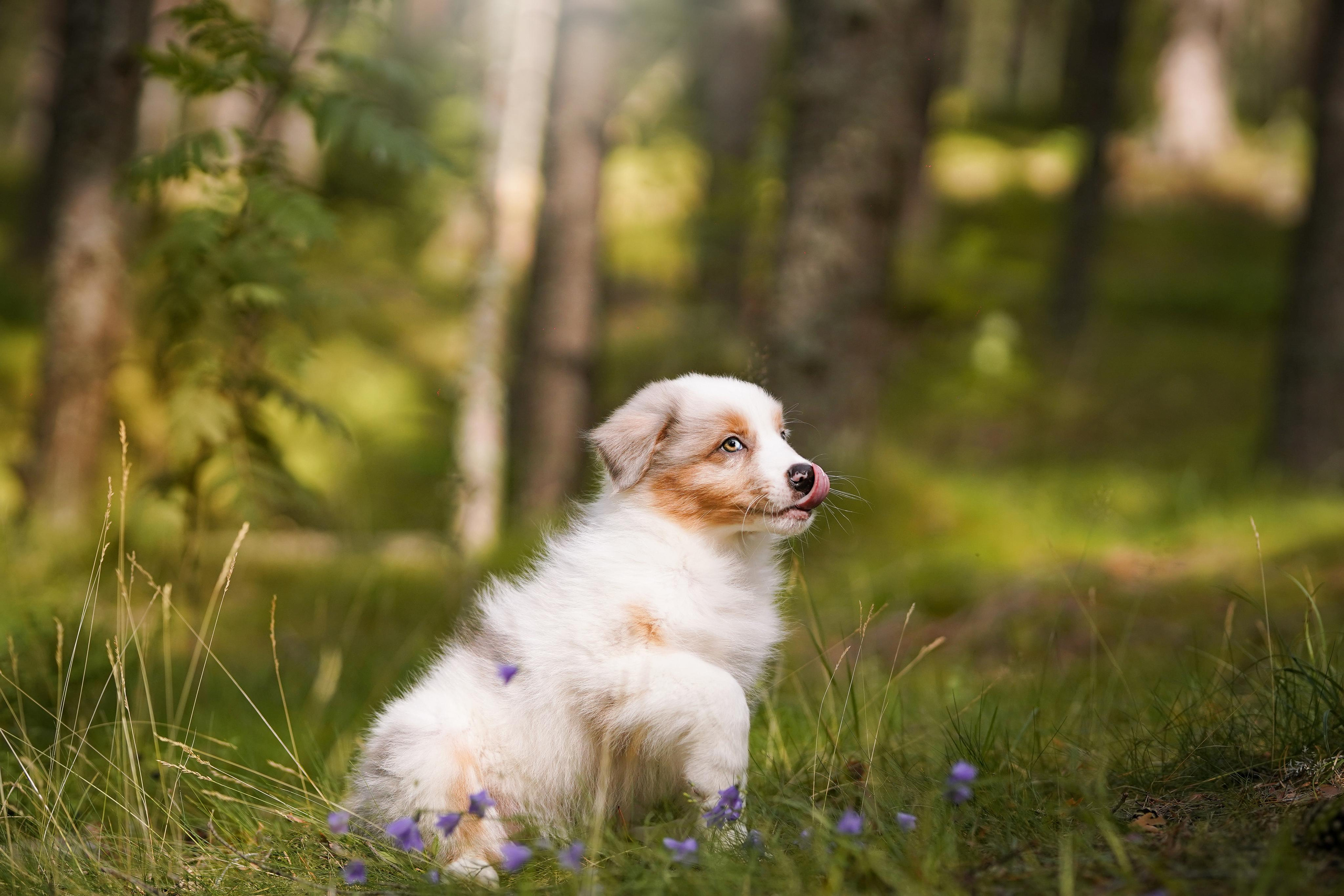 Щены аусси. Фотограф-анималист в Санкт-Петербурге Яна Мартынова