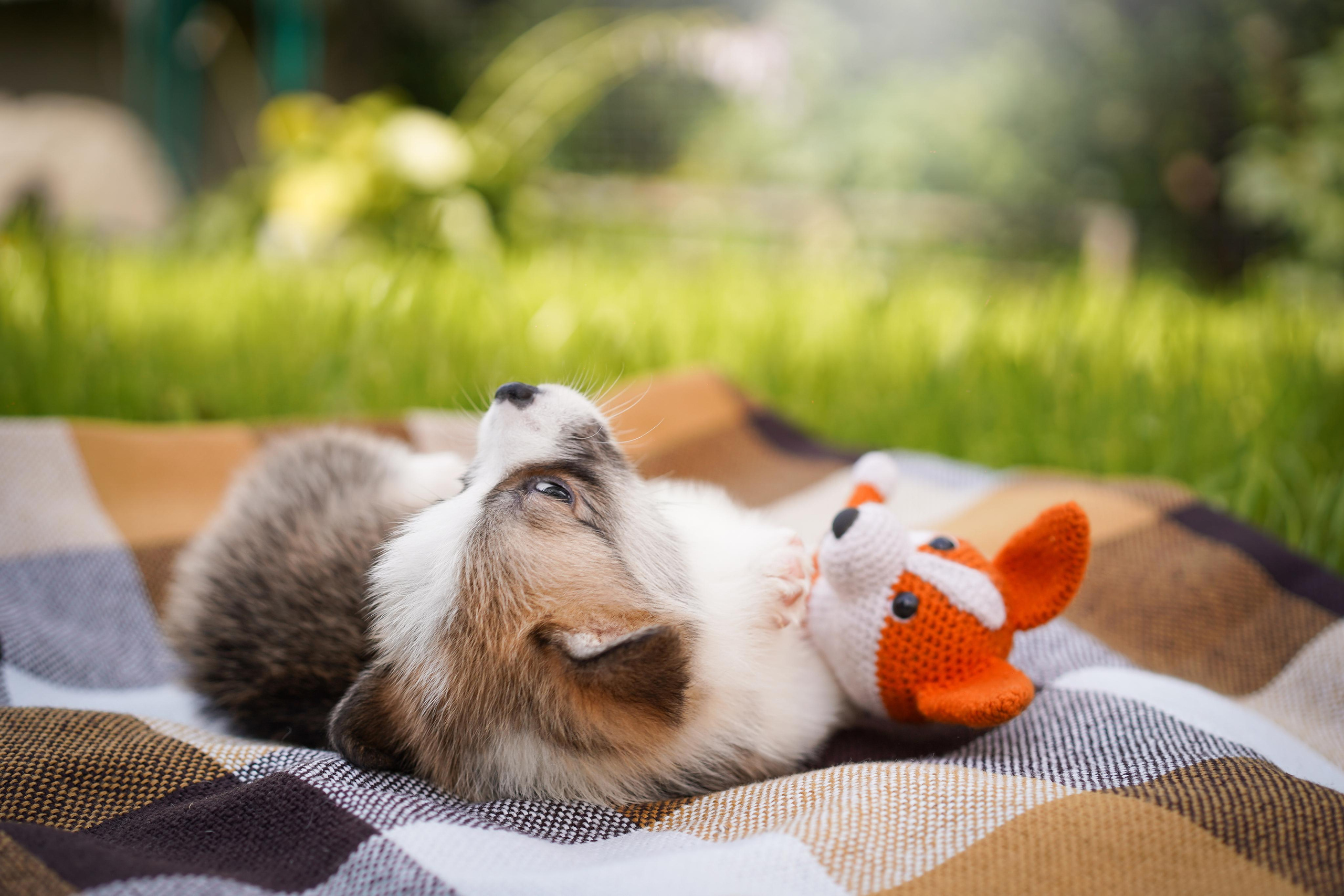 Щенки вельш-корги пемброк. Фотограф-анималист в Санкт-Петербурге Яна Мартынова