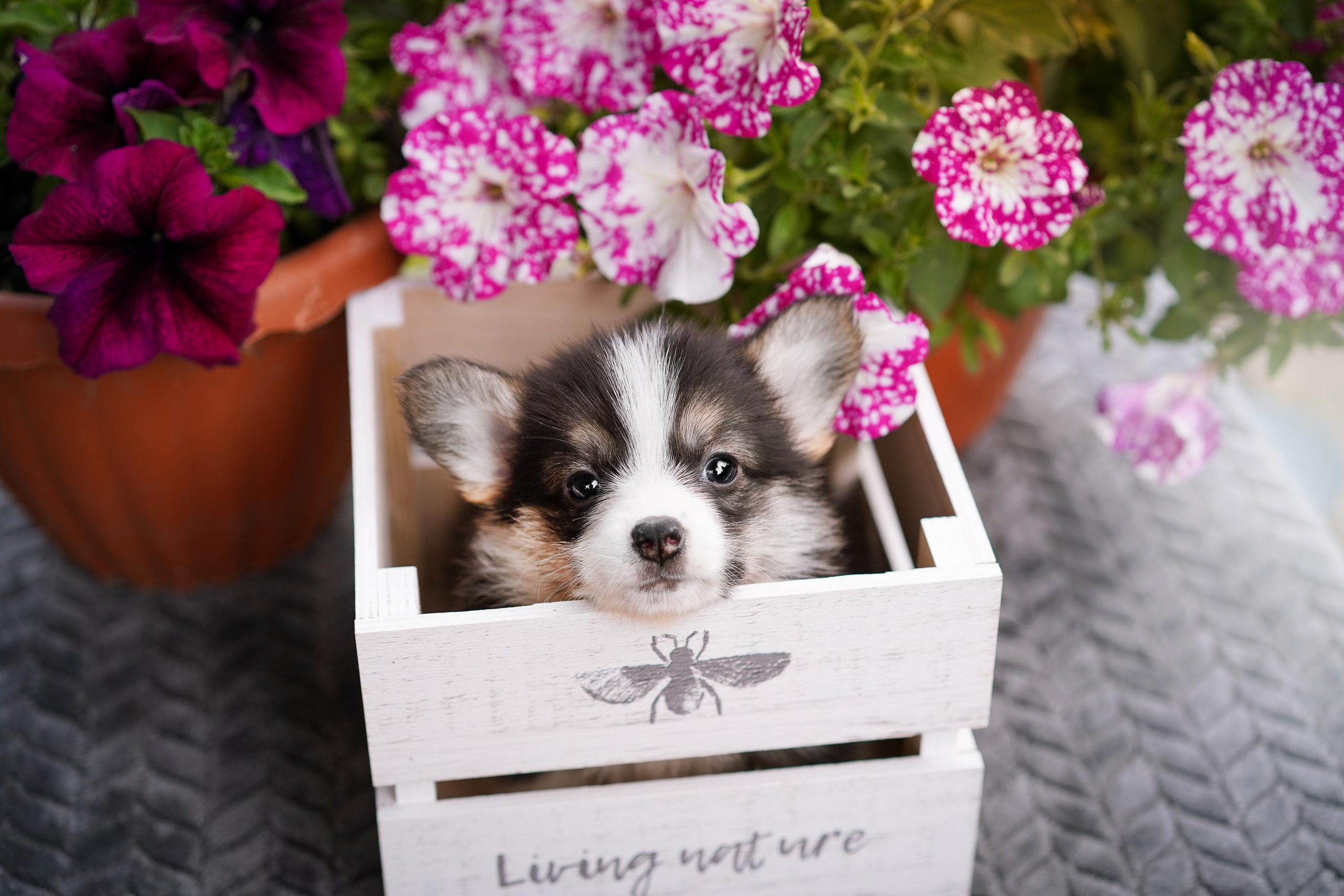 Щенки вельш-корги пемброк. Фотограф-анималист в Санкт-Петербурге Яна Мартынова