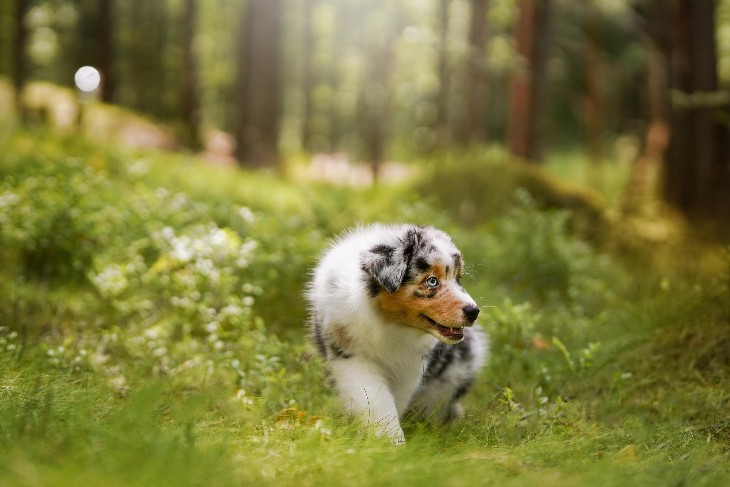 Щены аусси. Фотограф-анималист в Санкт-Петербурге Яна Мартынова