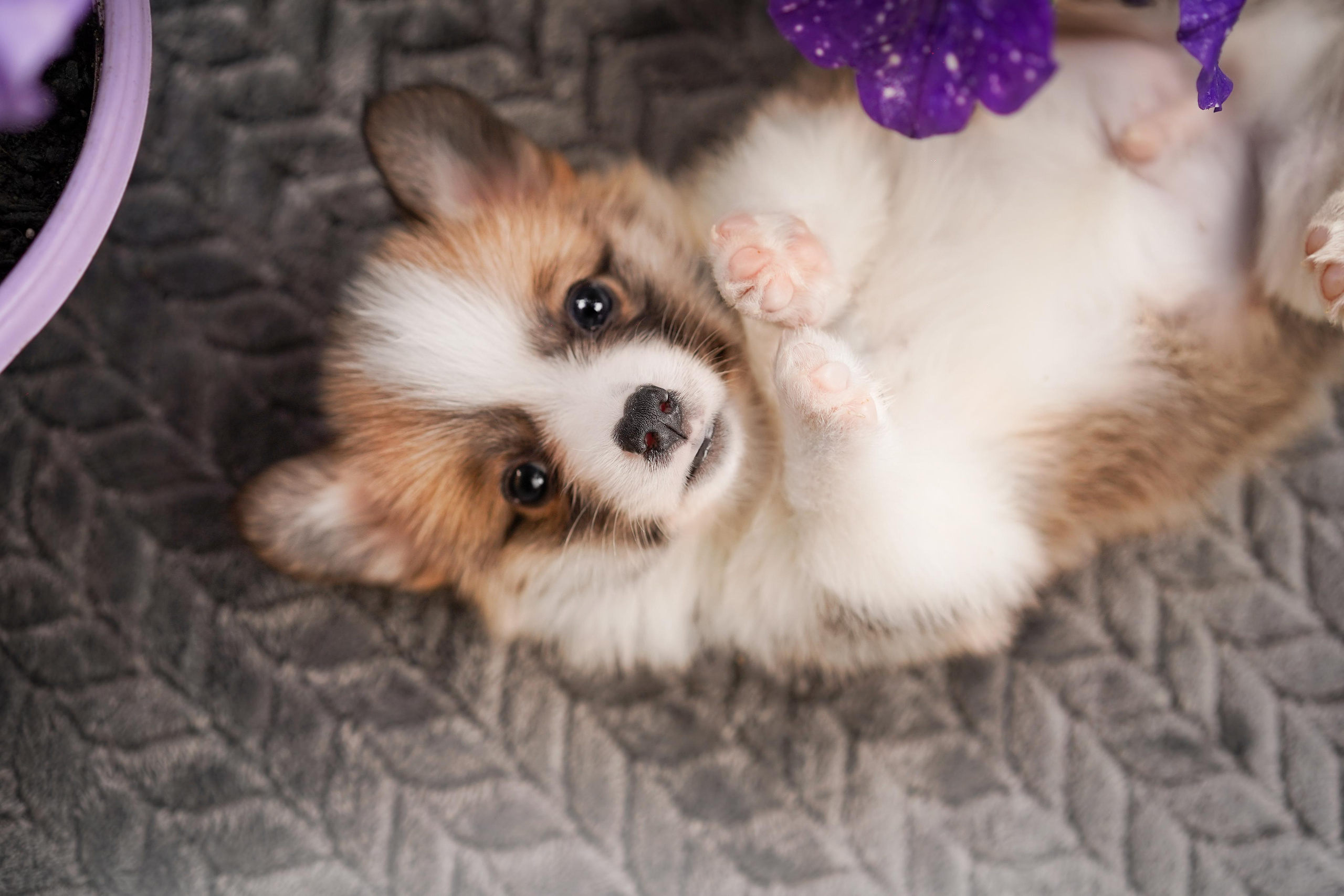 Щенки вельш-корги пемброк. Фотограф-анималист в Санкт-Петербурге Яна Мартынова