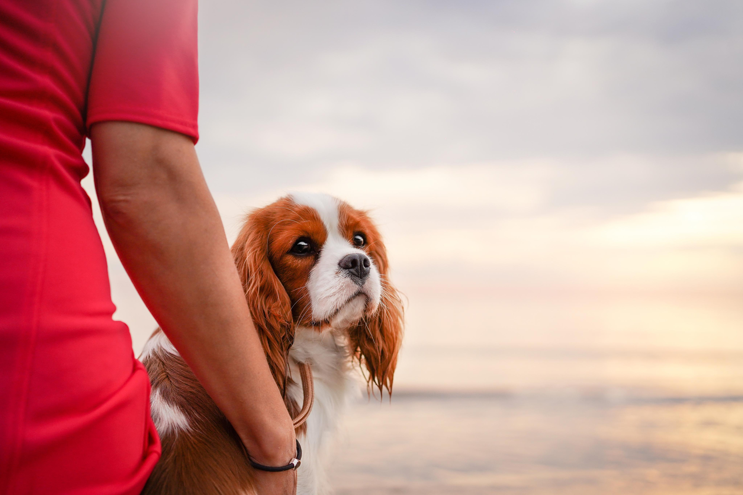 Катя, Злата и Луна. Фотограф-анималист в Санкт-Петербурге Яна Мартынова