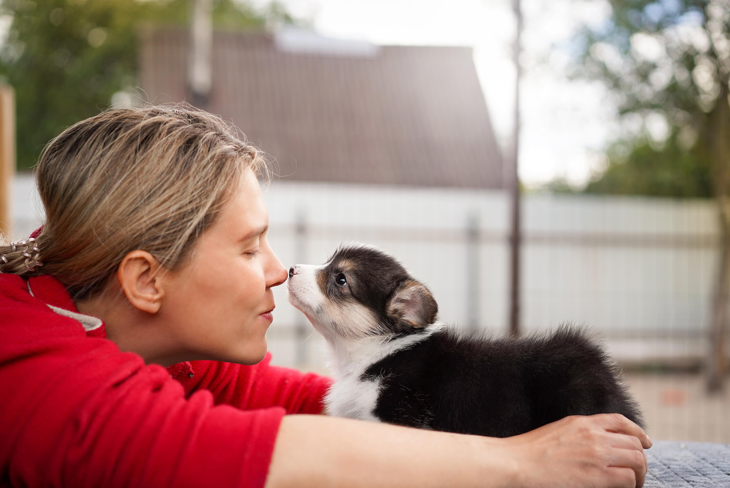 Щенки вельш-корги пемброк. Фотограф-анималист в Санкт-Петербурге Яна Мартынова