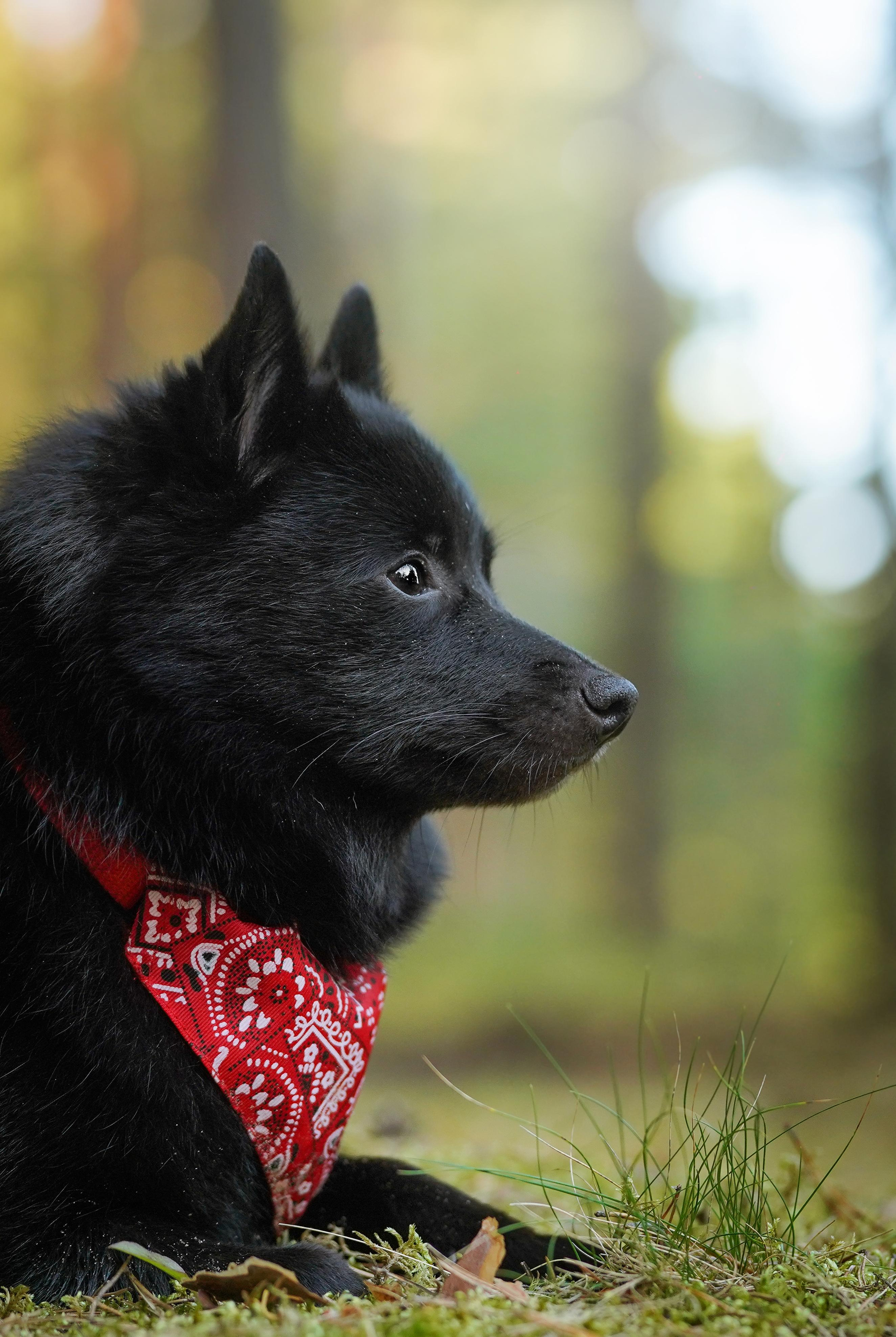 Аня и Мишель. Фотограф-анималист в Санкт-Петербурге Яна Мартынова