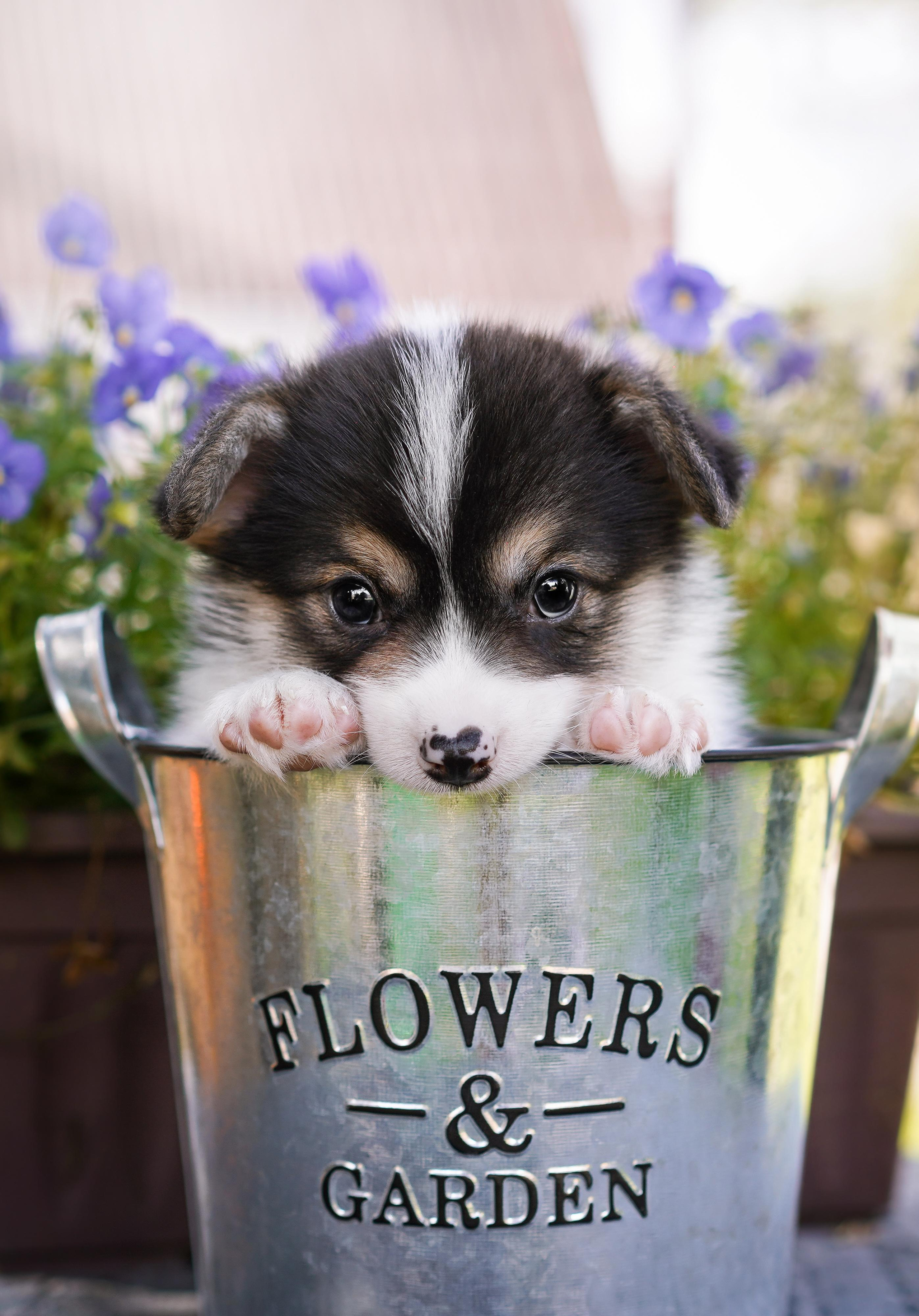 Щенки вельш-корги пемброк. Фотограф-анималист в Санкт-Петербурге Яна Мартынова