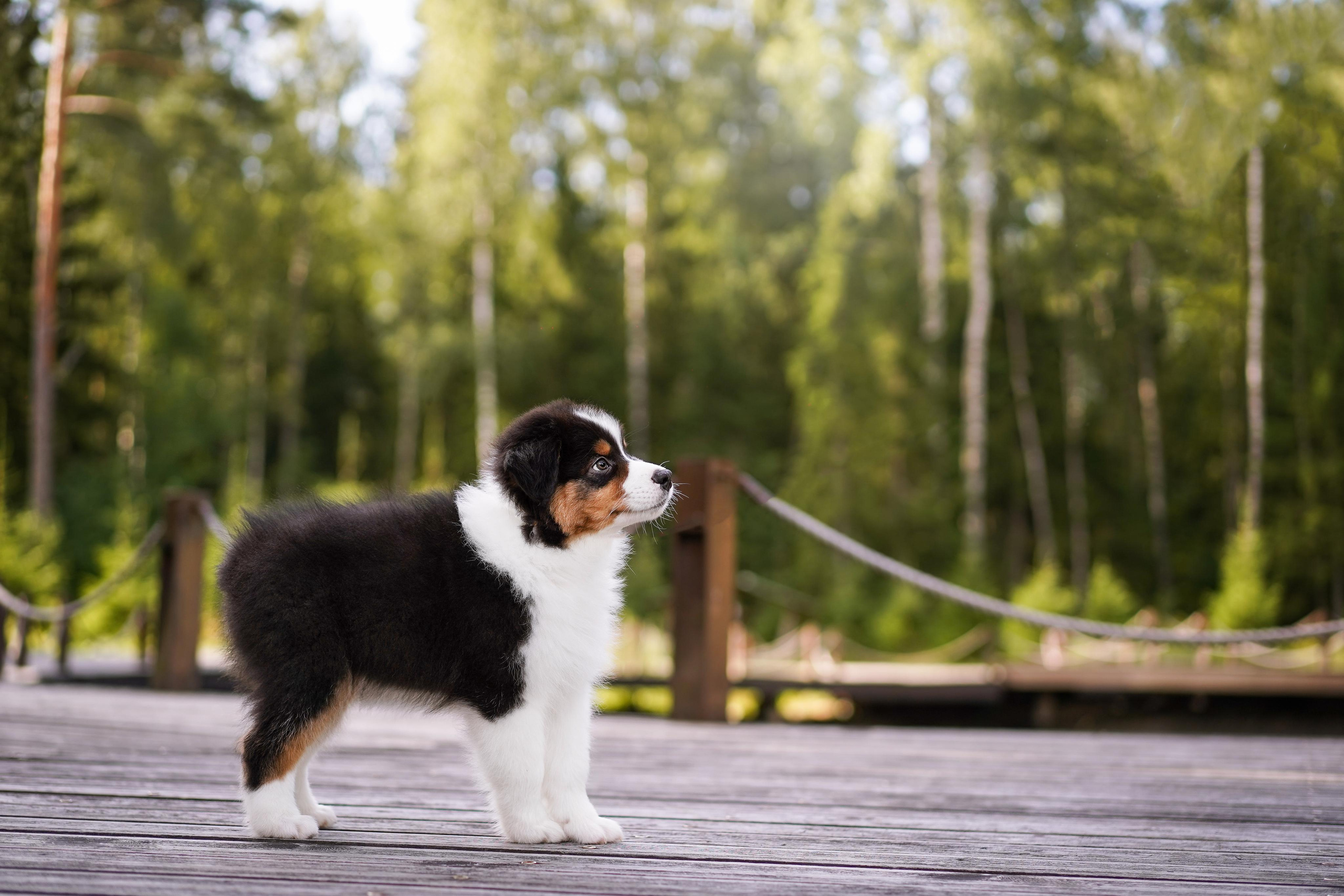 Щены аусси. Фотограф-анималист в Санкт-Петербурге Яна Мартынова