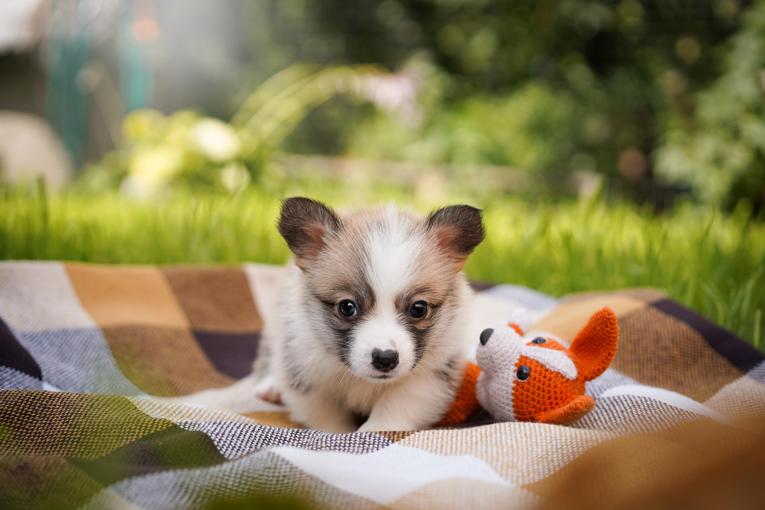Щенки вельш-корги пемброк. Фотограф-анималист в Санкт-Петербурге Яна Мартынова