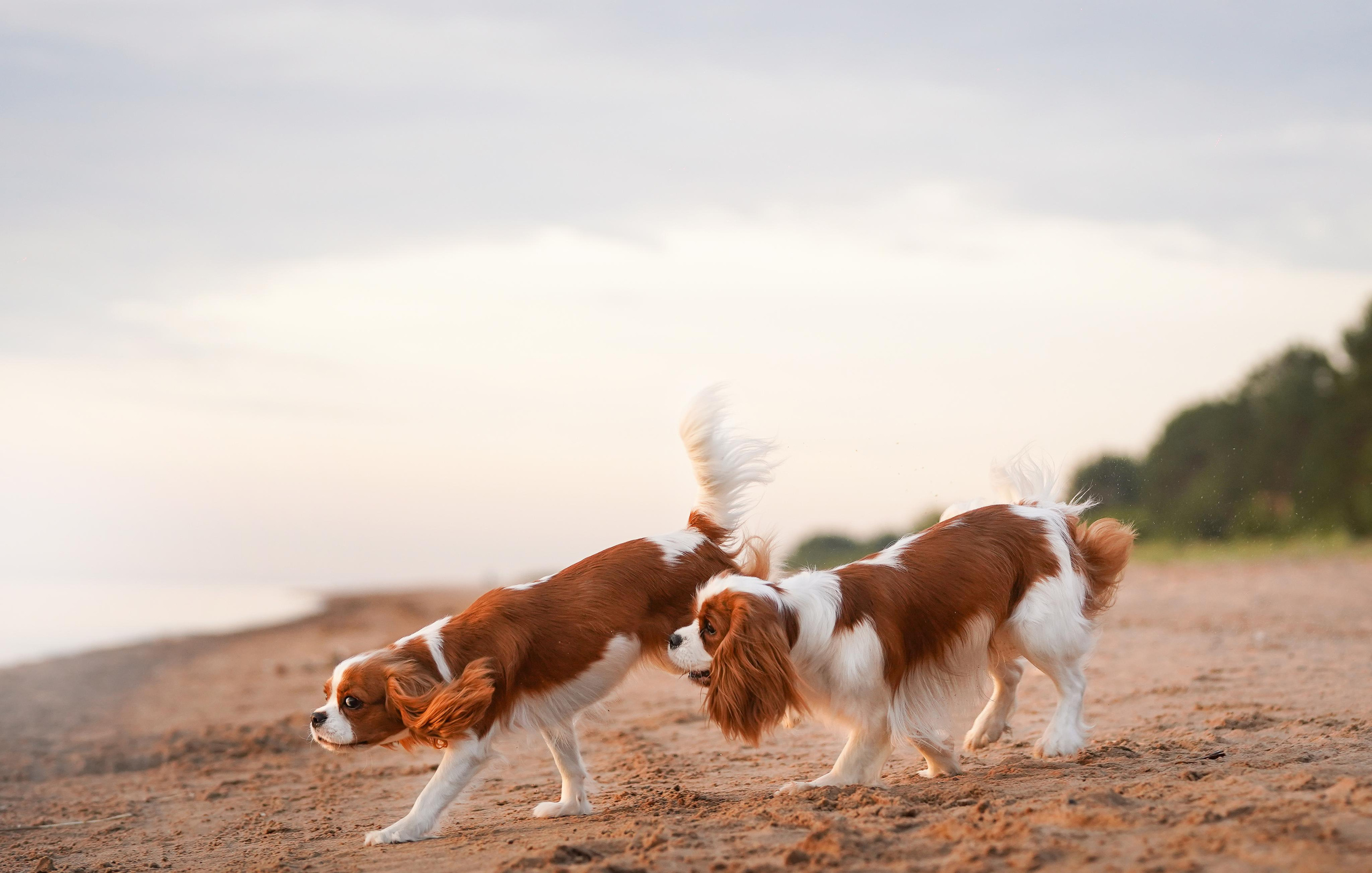 Катя, Злата и Луна. Фотограф-анималист в Санкт-Петербурге Яна Мартынова