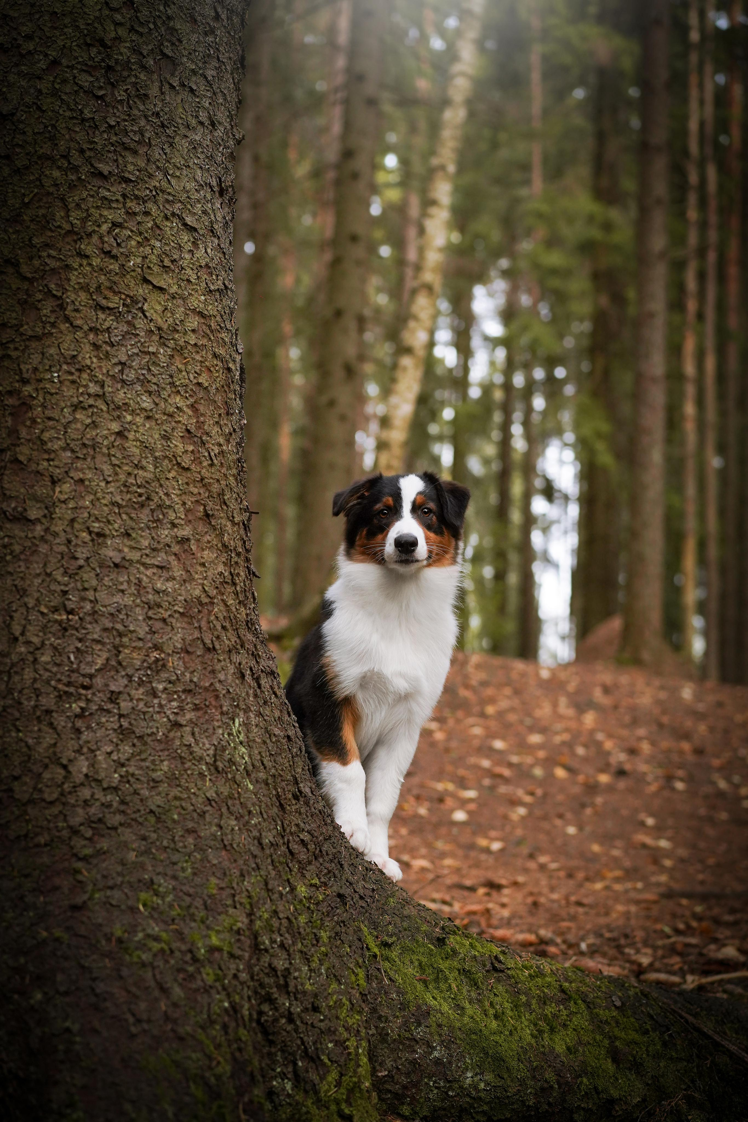 Кристина Рокки и Блэки. Фотограф-анималист в Санкт-Петербурге Яна Мартынова