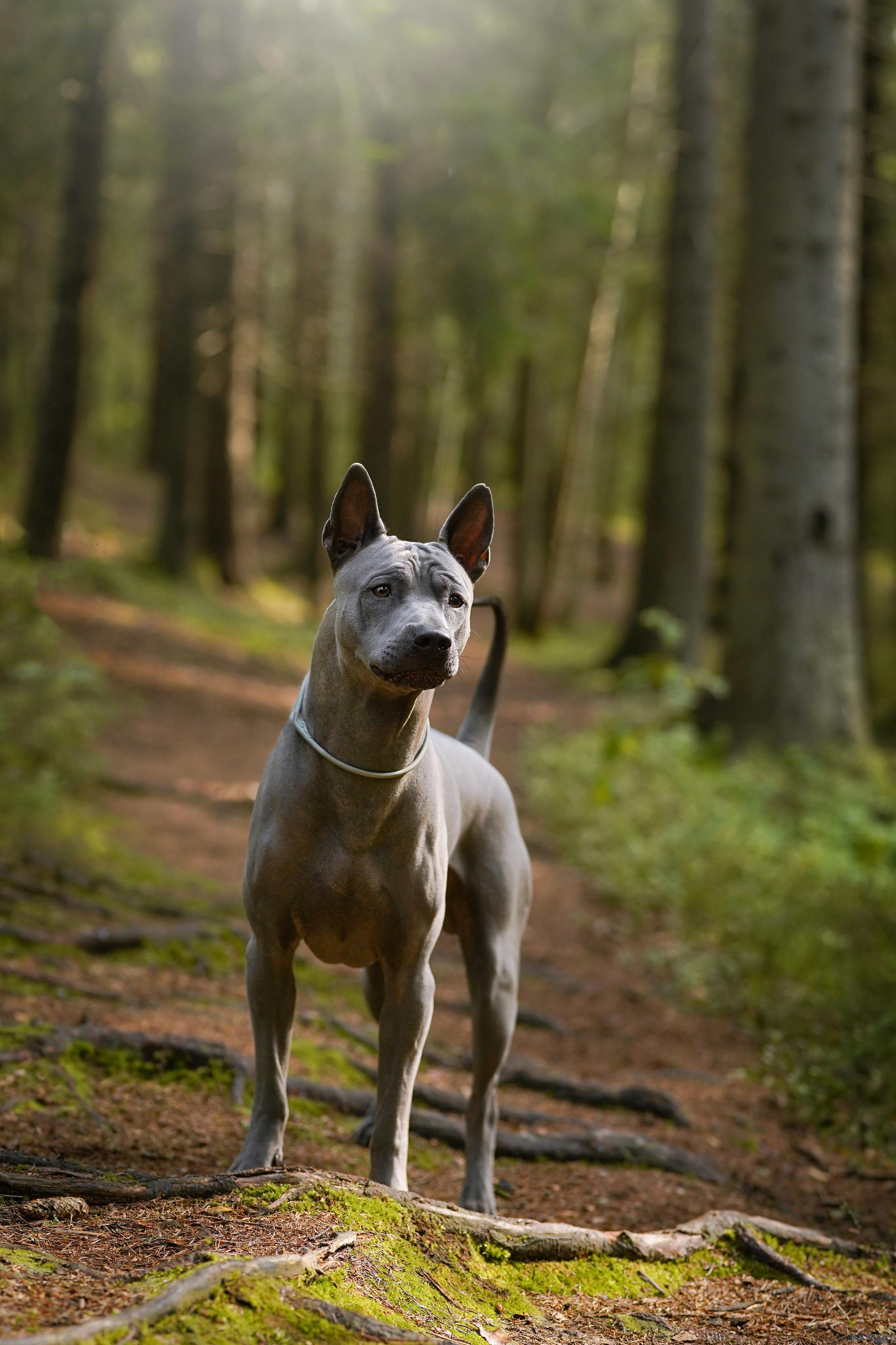 Юля Дима Грей и Тоффи. Фотограф-анималист в Санкт-Петербурге Яна Мартынова