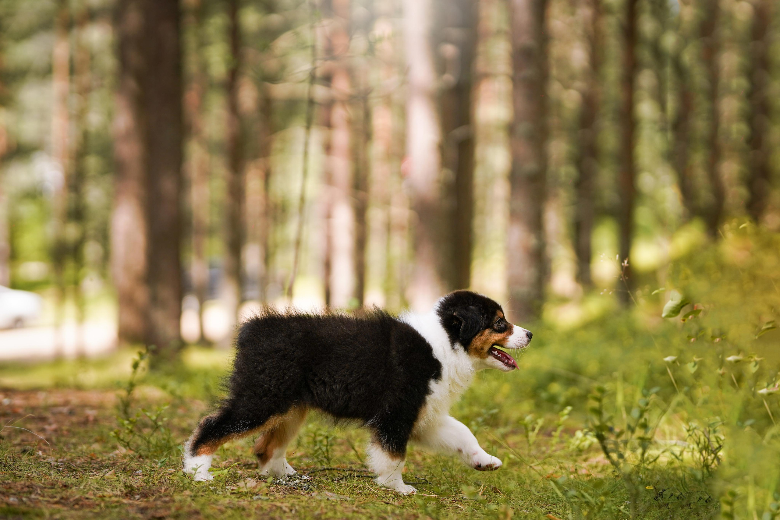 Щены аусси. Фотограф-анималист в Санкт-Петербурге Яна Мартынова