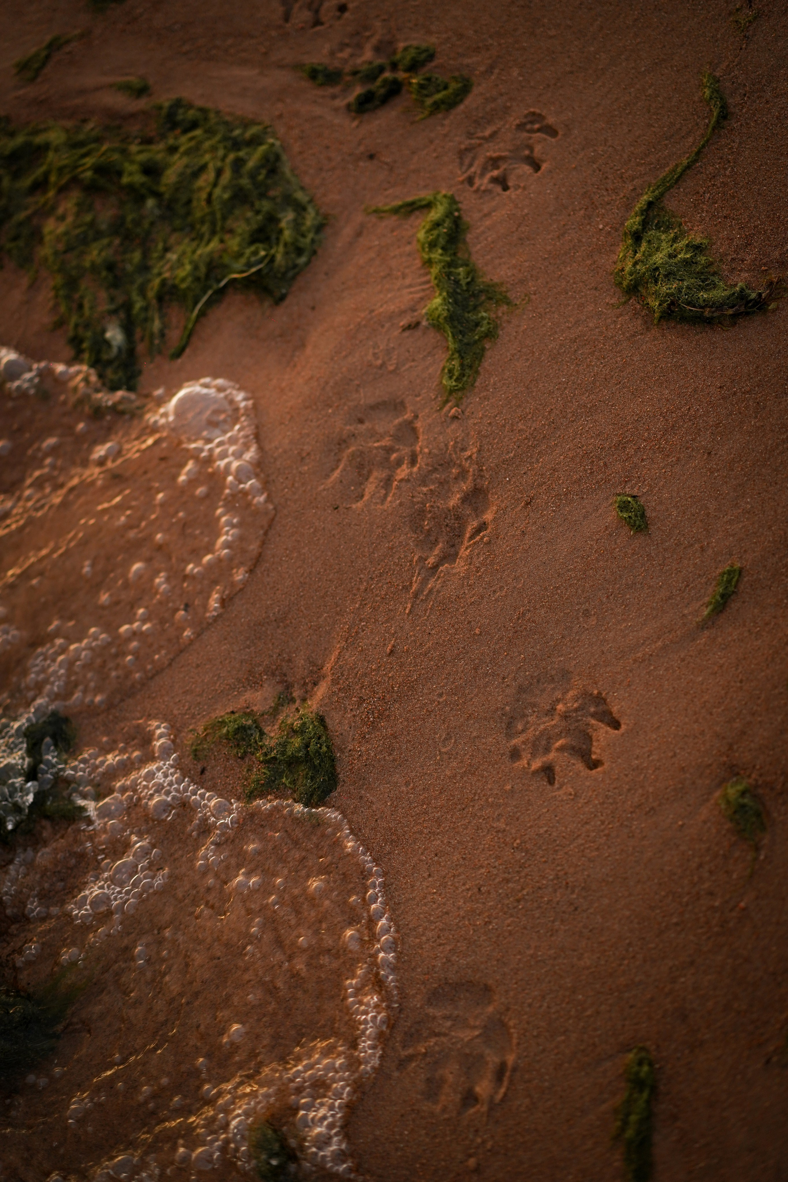 Катя Алиса и коржики. Фотограф-анималист в Санкт-Петербурге Яна Мартынова