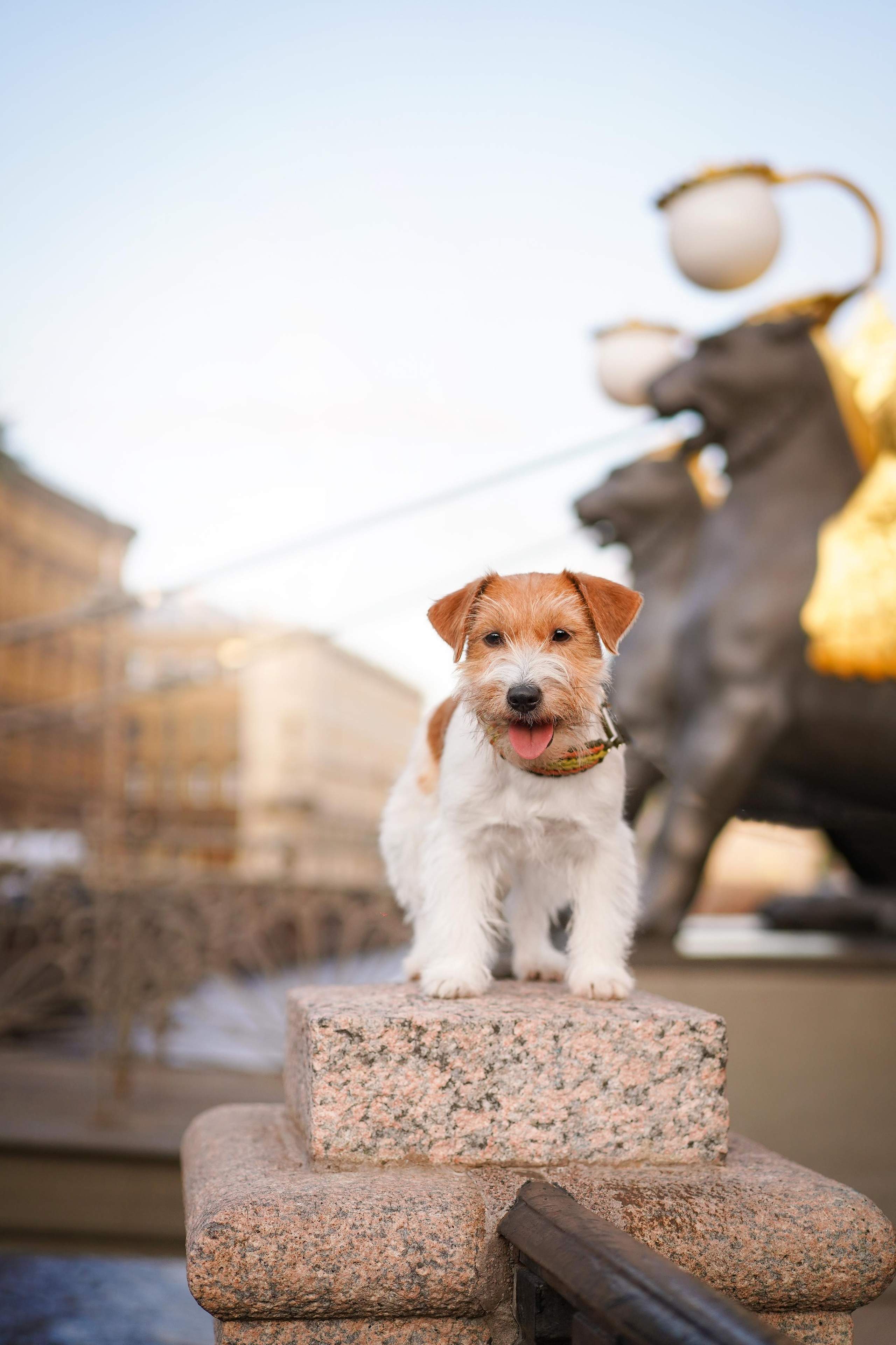 Андрей Ильгиза и Гая. Фотограф-анималист в Санкт-Петербурге Яна Мартынова