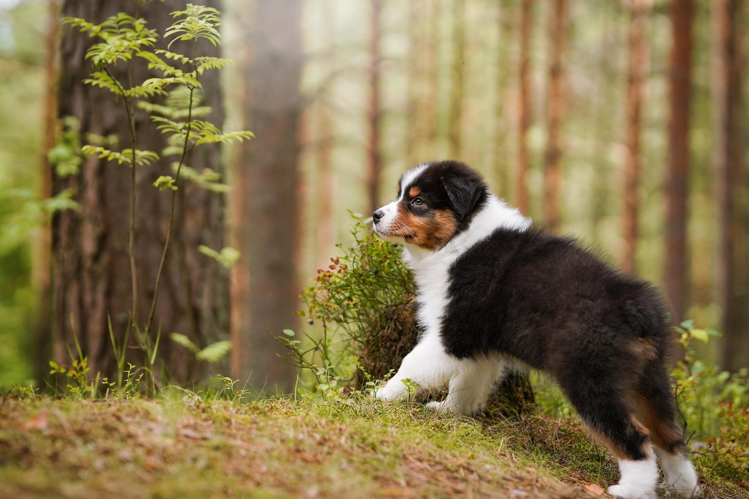 Щены аусси. Фотограф-анималист в Санкт-Петербурге Яна Мартынова