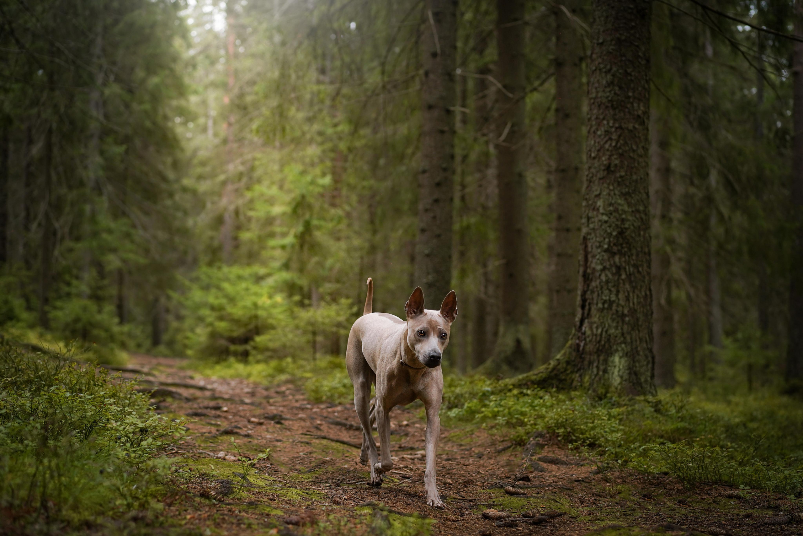 Юля Дима Грей и Тоффи. Фотограф-анималист в Санкт-Петербурге Яна Мартынова