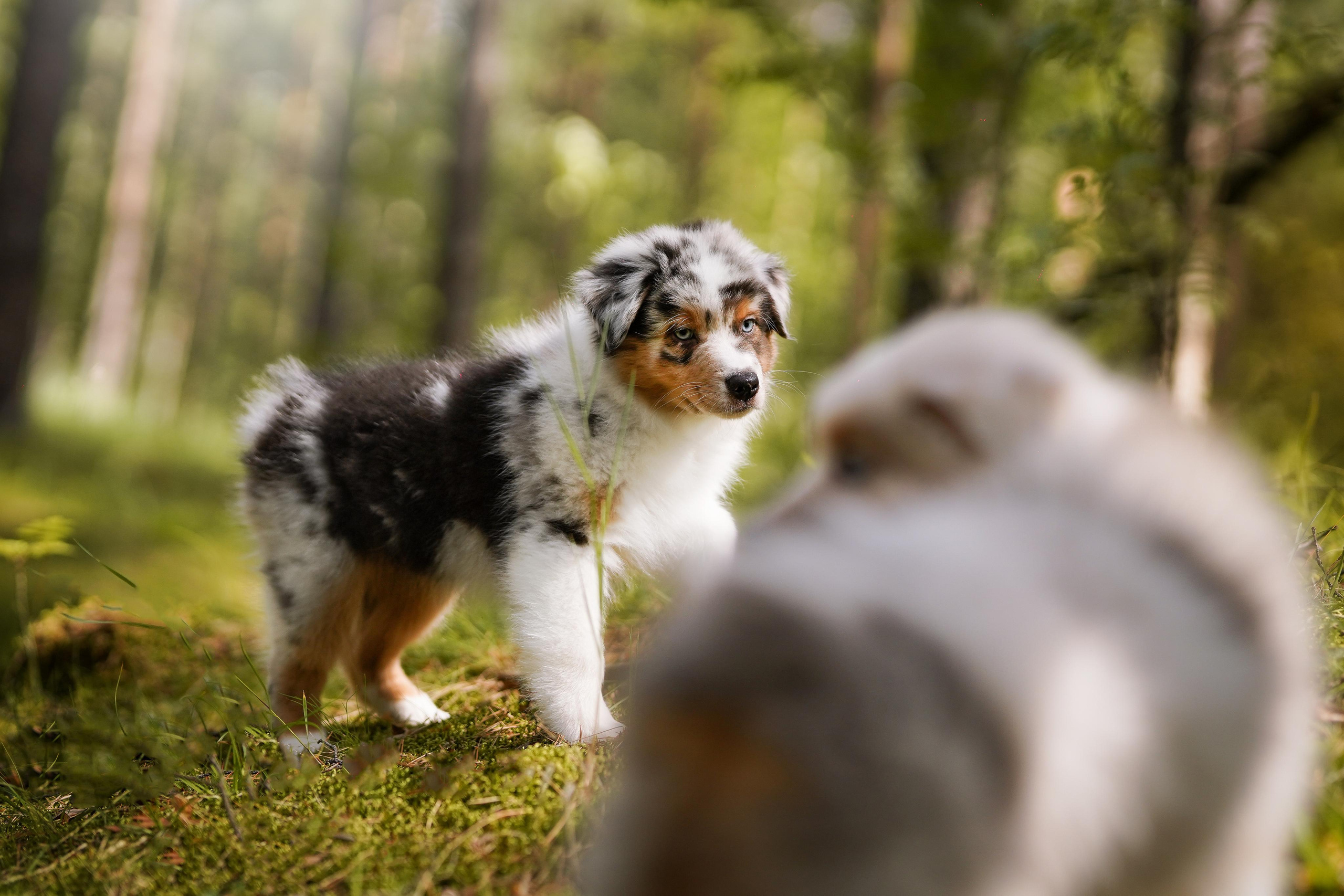 Щены аусси. Фотограф-анималист в Санкт-Петербурге Яна Мартынова