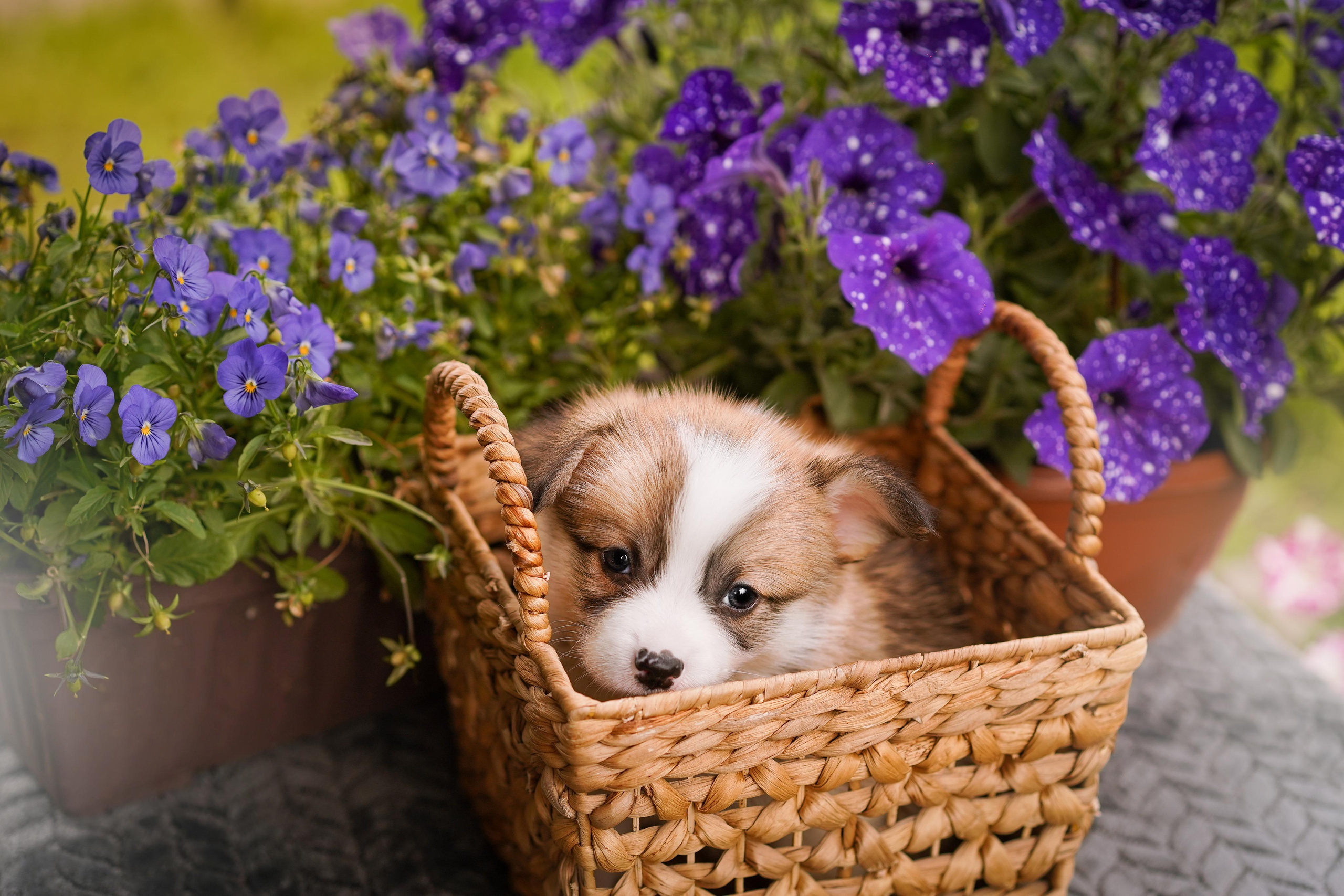Щенки вельш-корги пемброк. Фотограф-анималист в Санкт-Петербурге Яна Мартынова