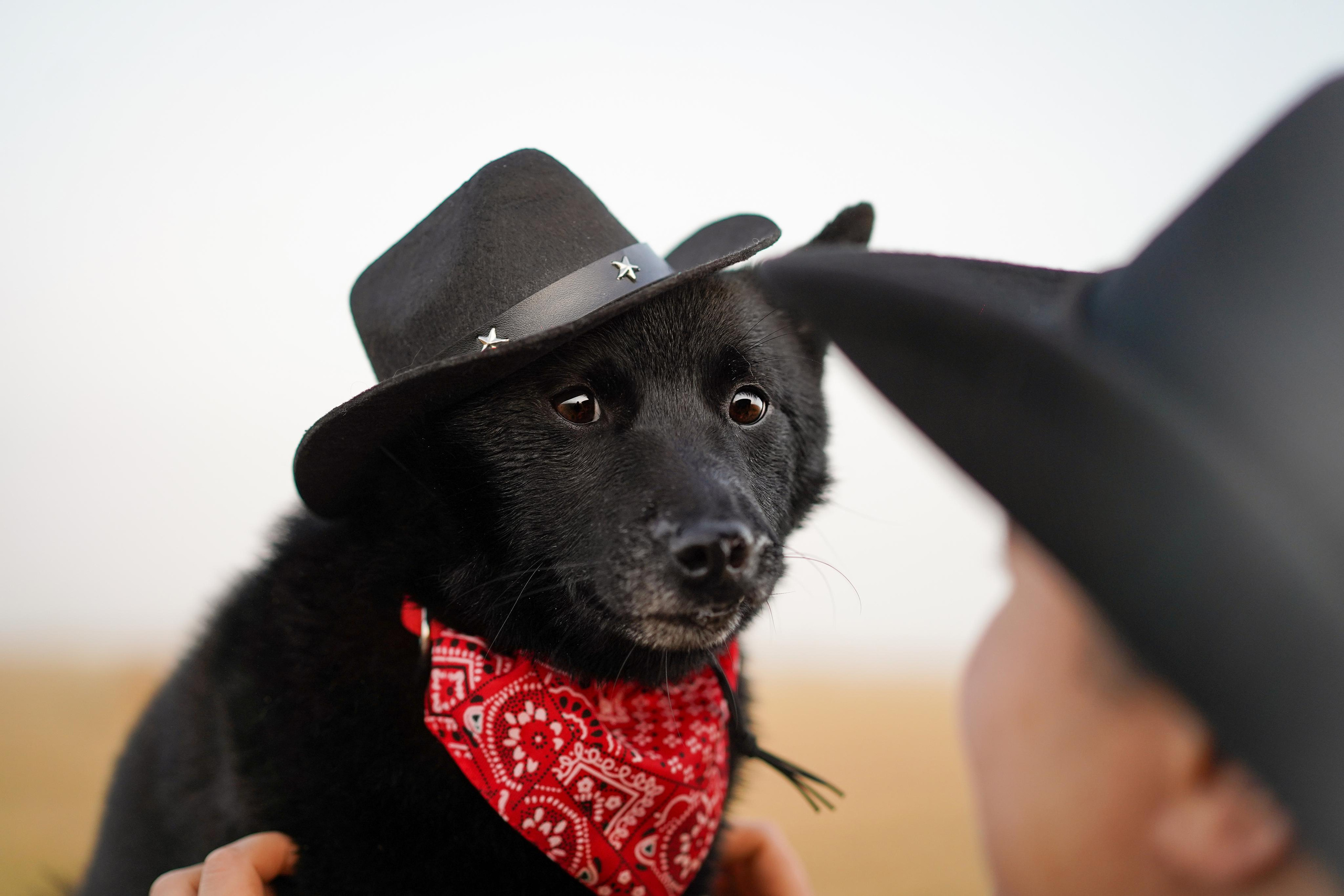 Аня и Арчи. Фотограф-анималист в Санкт-Петербурге Яна Мартынова