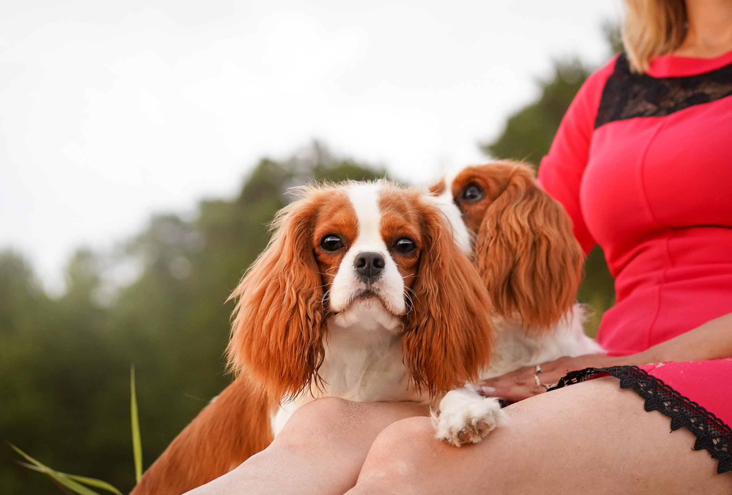 Катя, Злата и Луна. Фотограф-анималист в Санкт-Петербурге Яна Мартынова