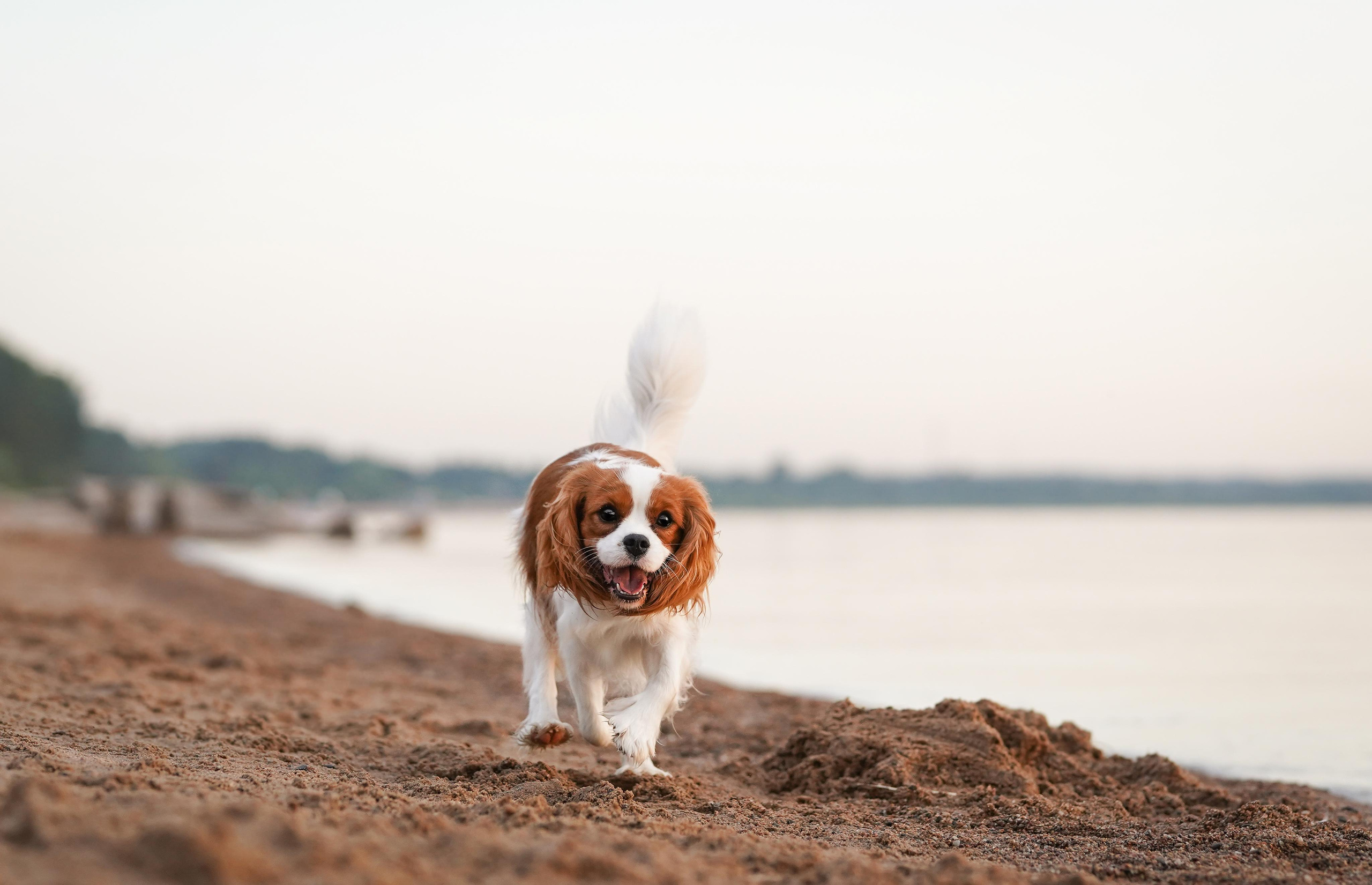 Катя, Злата и Луна. Фотограф-анималист в Санкт-Петербурге Яна Мартынова