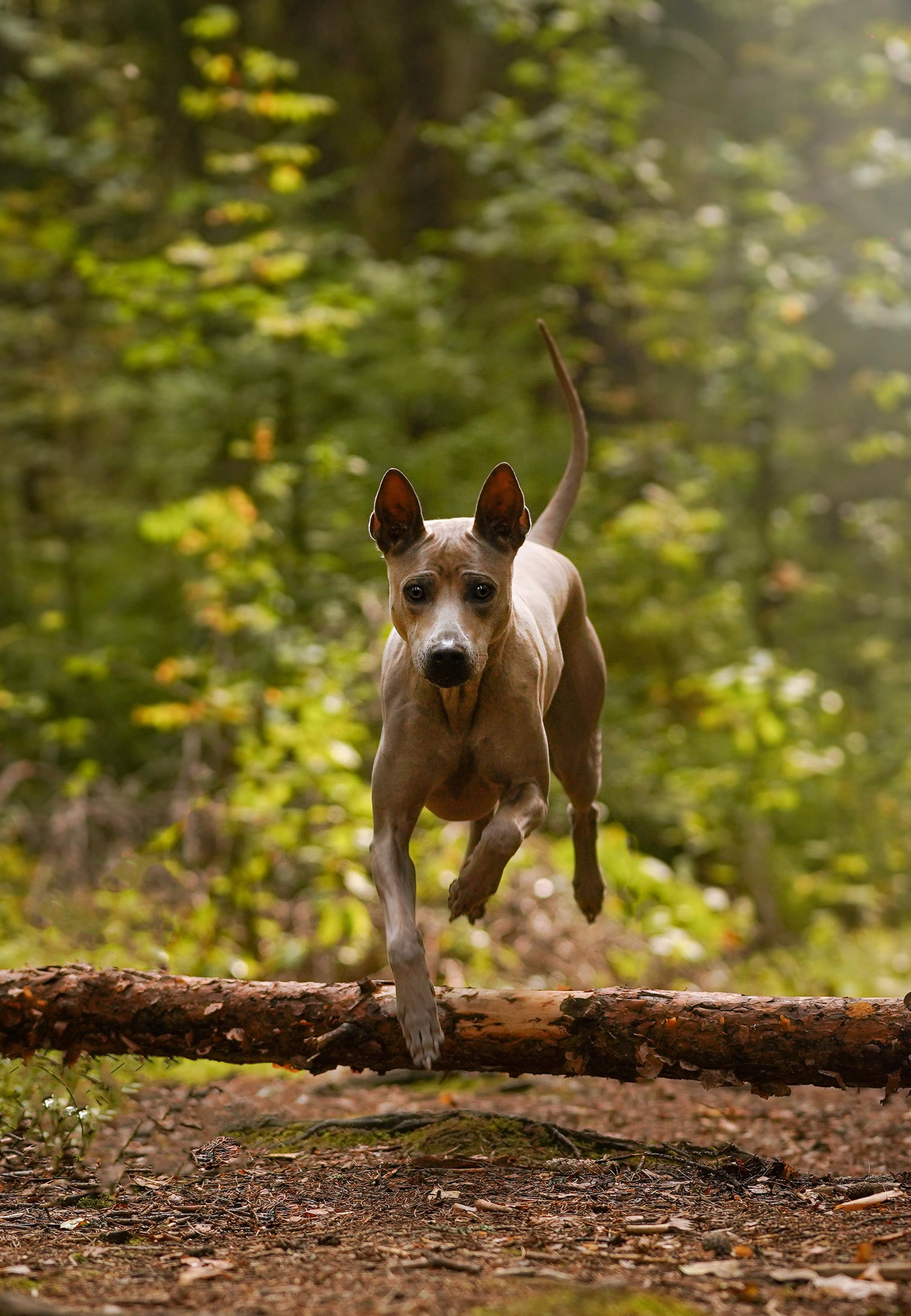 Юля Дима Грей и Тоффи. Фотограф-анималист в Санкт-Петербурге Яна Мартынова