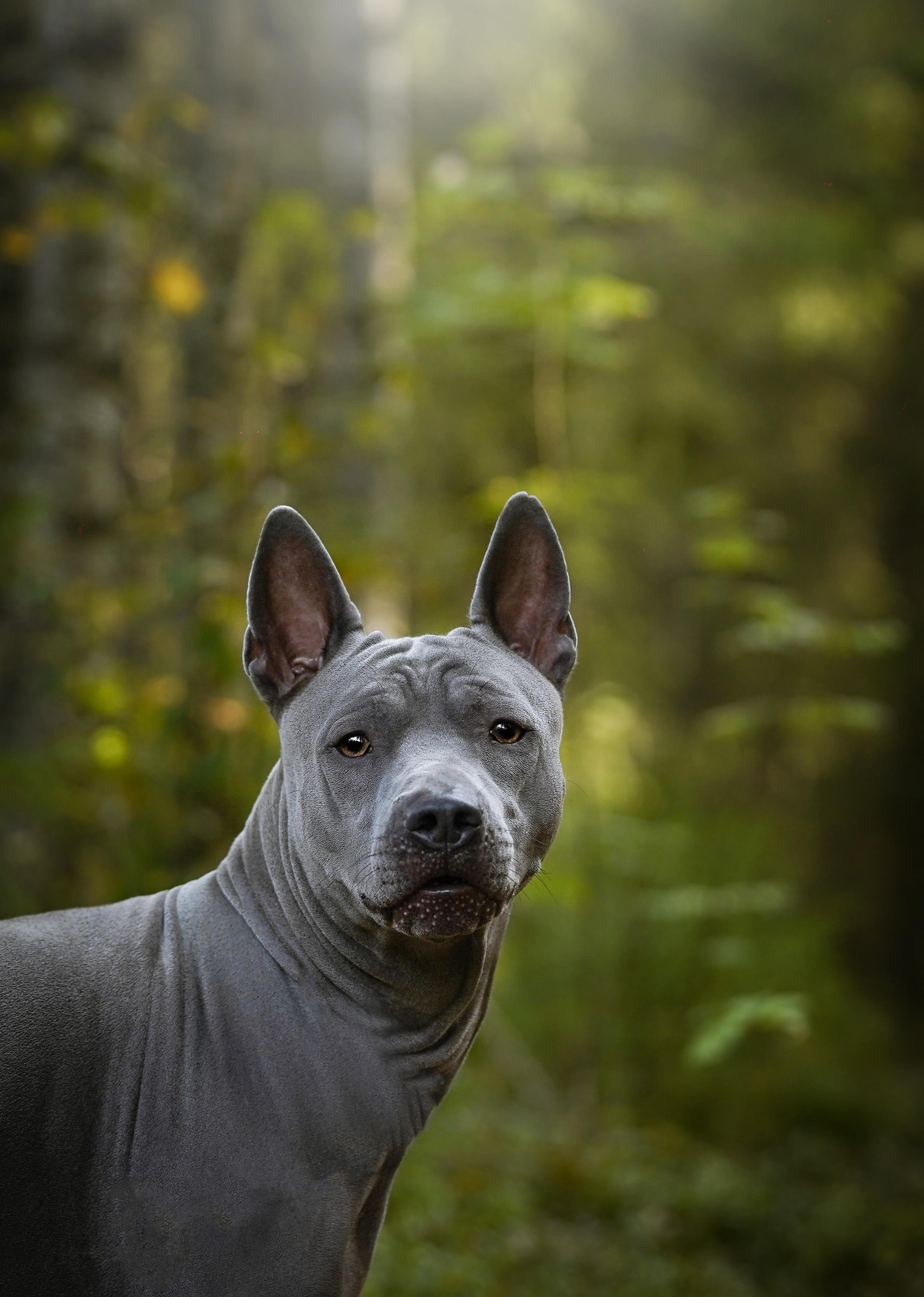 Юля Дима Грей и Тоффи. Фотограф-анималист в Санкт-Петербурге Яна Мартынова