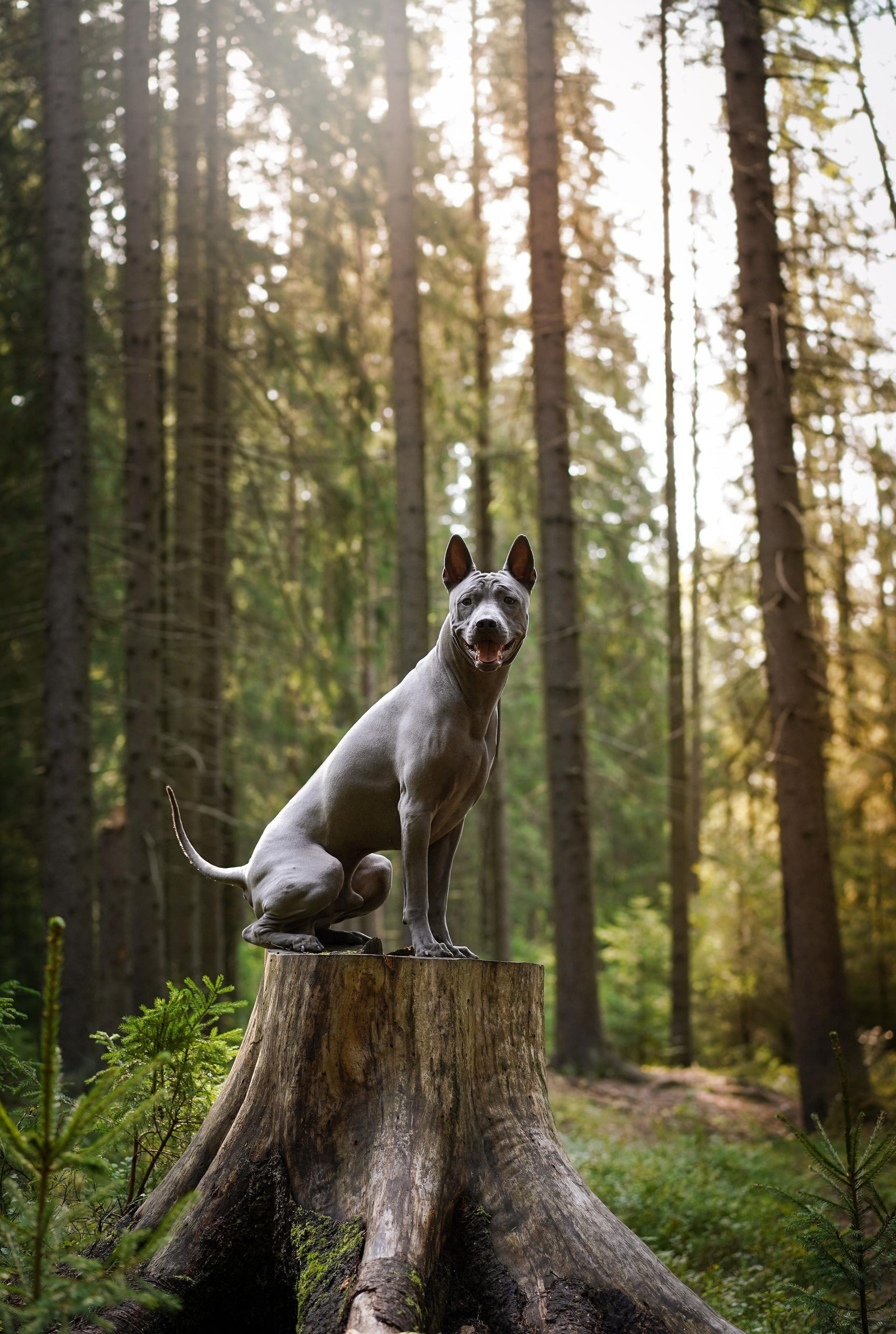 Юля Дима Грей и Тоффи. Фотограф-анималист в Санкт-Петербурге Яна Мартынова