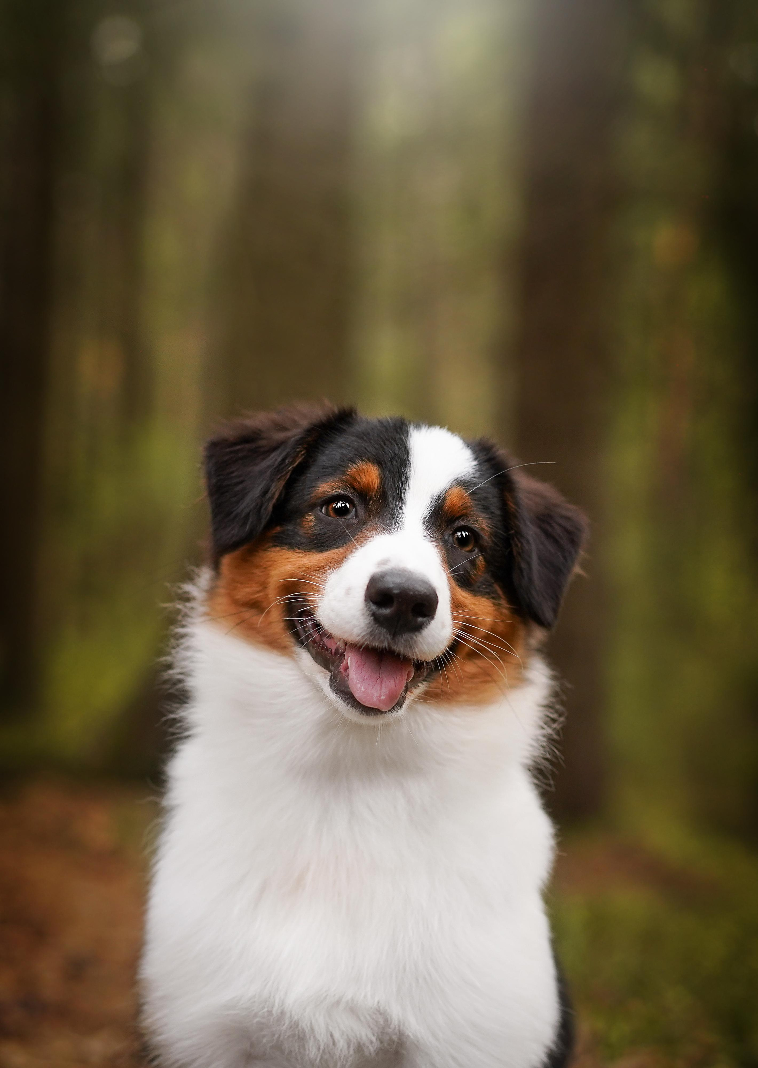 Кристина Рокки и Блэки. Фотограф-анималист в Санкт-Петербурге Яна Мартынова