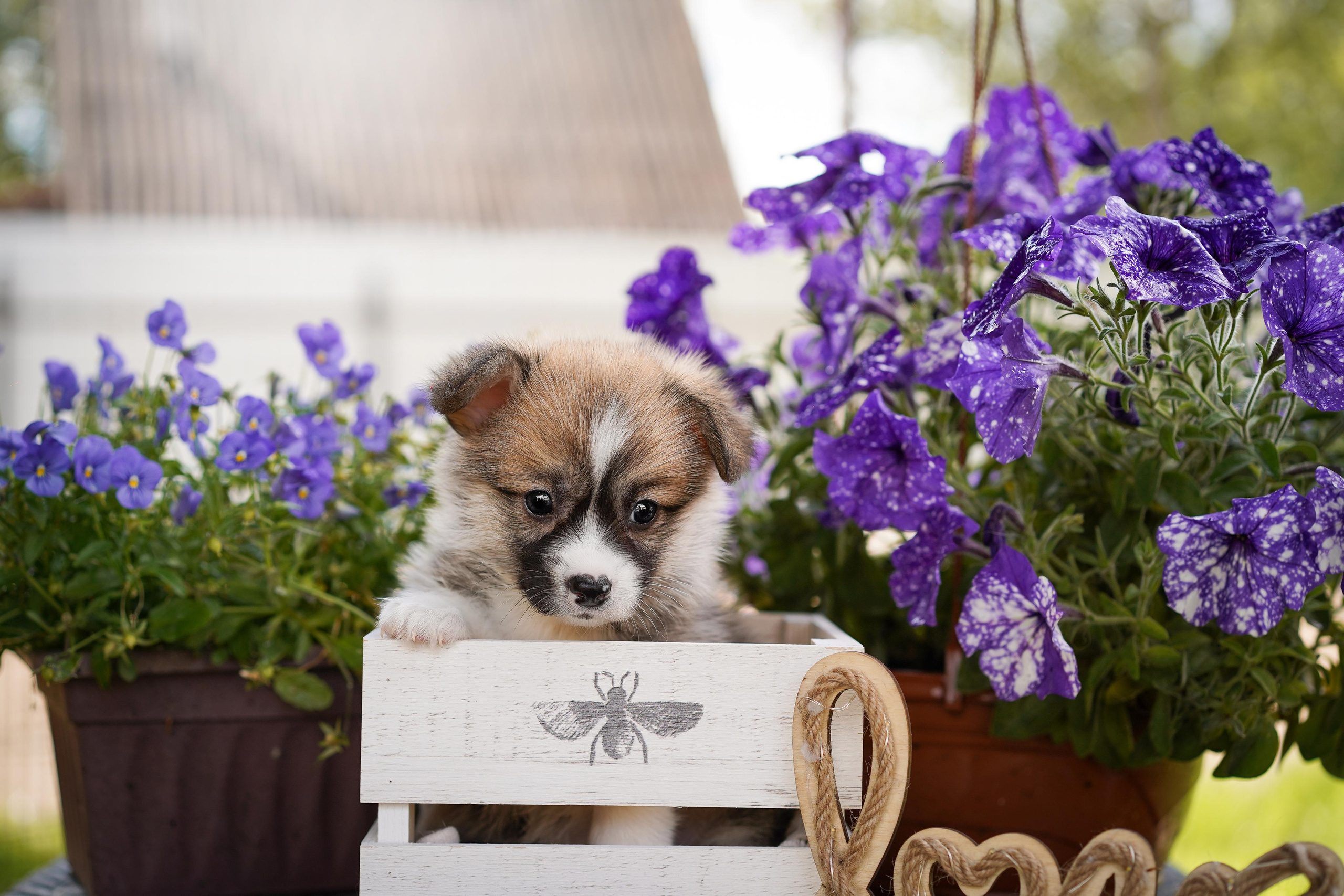 Щенки вельш-корги пемброк. Фотограф-анималист в Санкт-Петербурге Яна Мартынова
