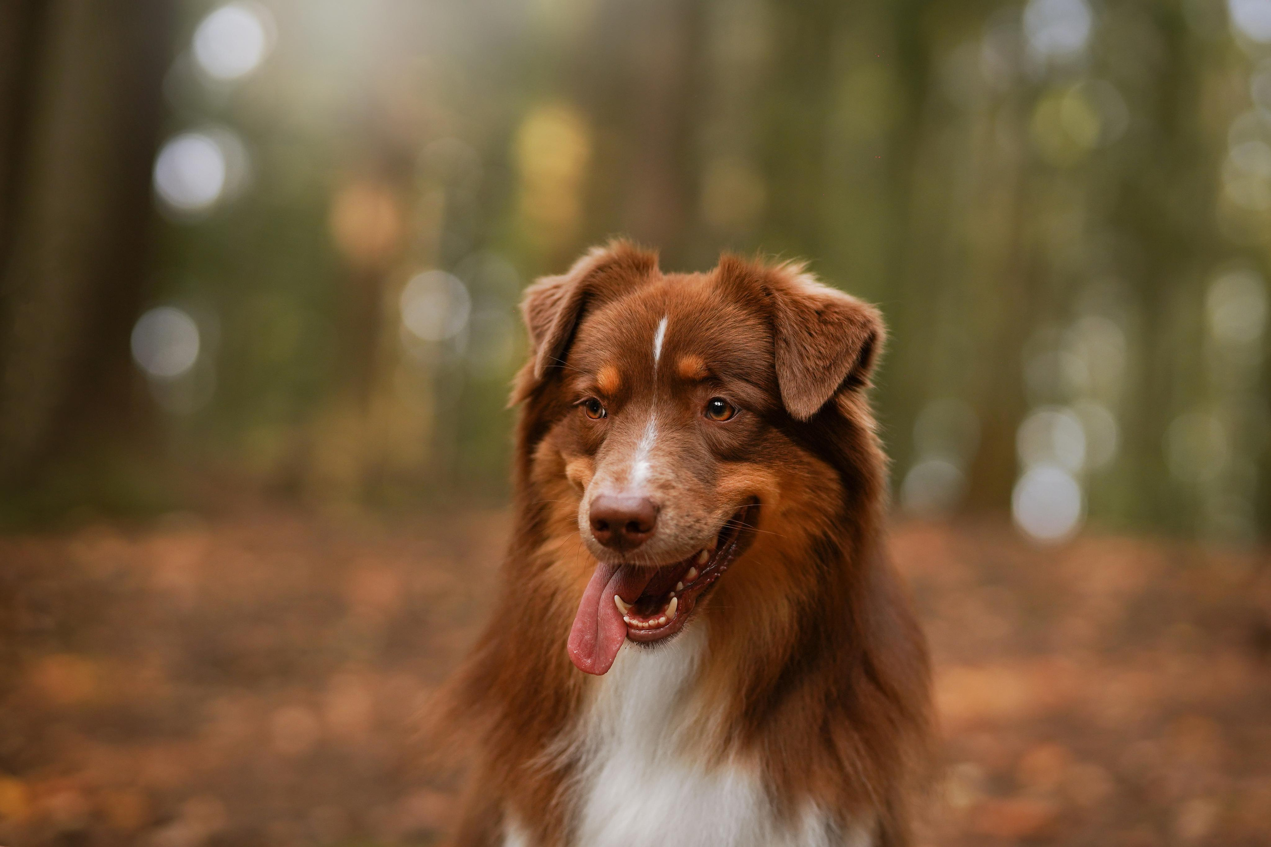 Кристина Рокки и Блэки. Фотограф-анималист в Санкт-Петербурге Яна Мартынова
