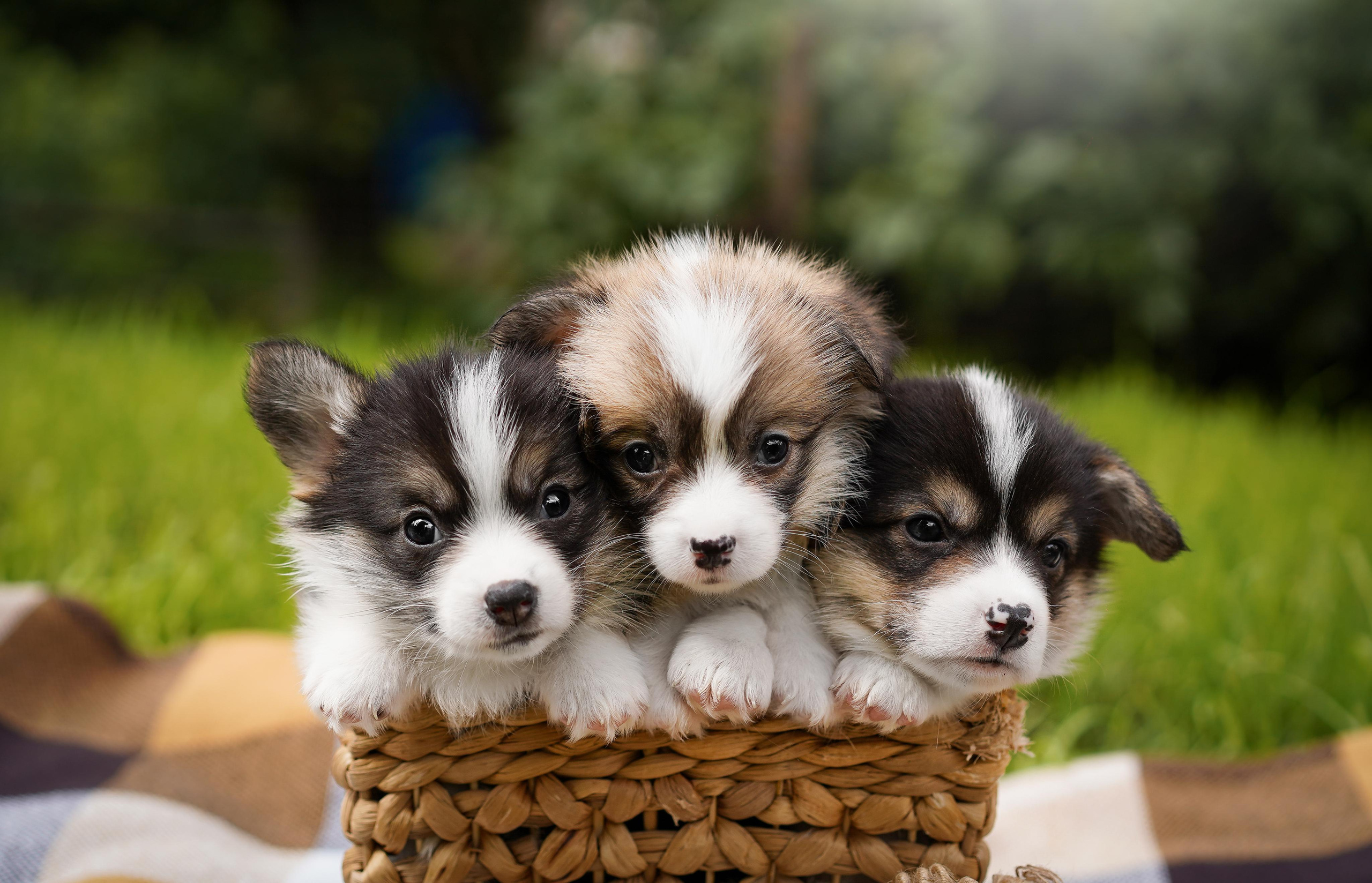 Щенки вельш-корги пемброк. Фотограф-анималист в Санкт-Петербурге Яна Мартынова