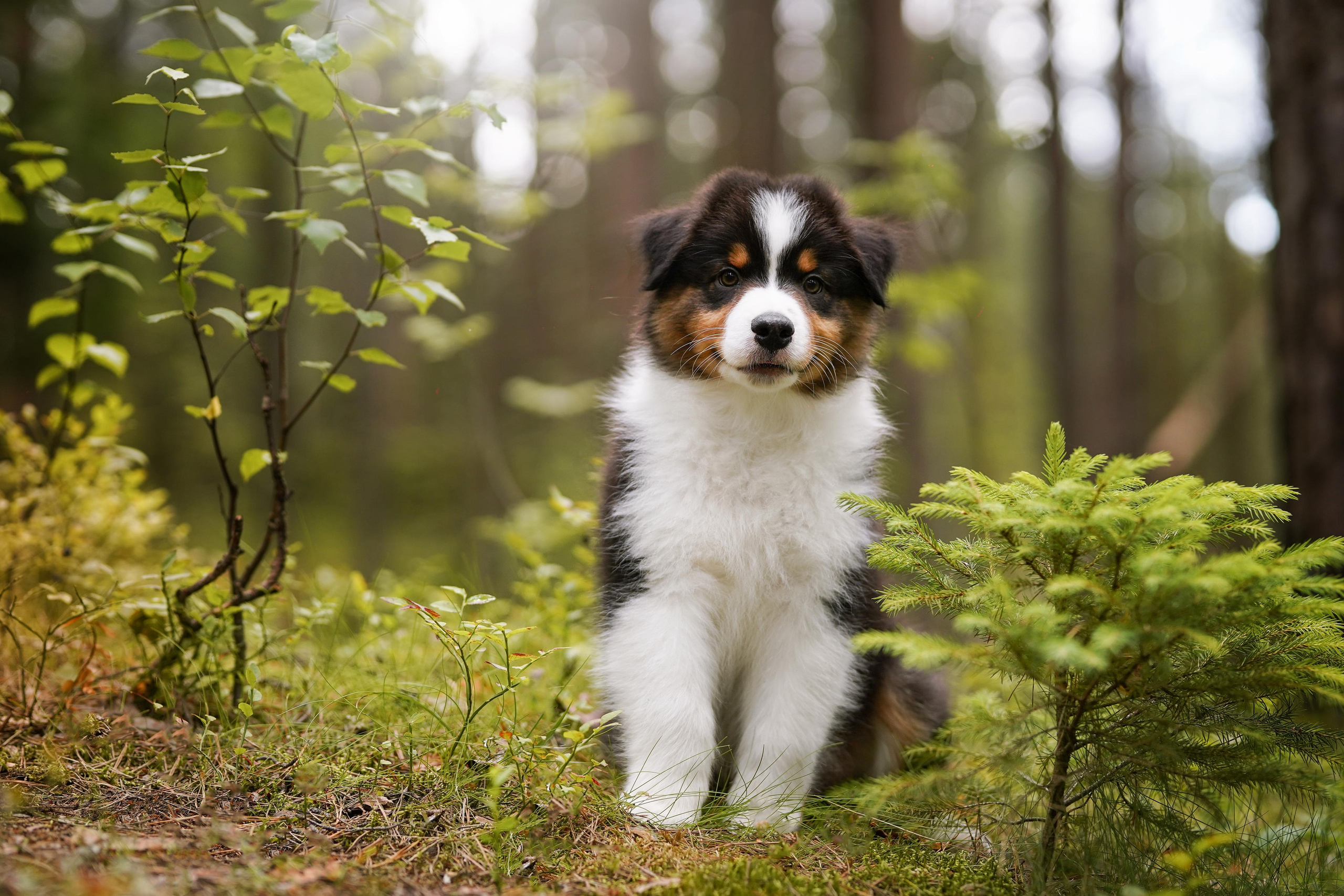 Щены аусси. Фотограф-анималист в Санкт-Петербурге Яна Мартынова