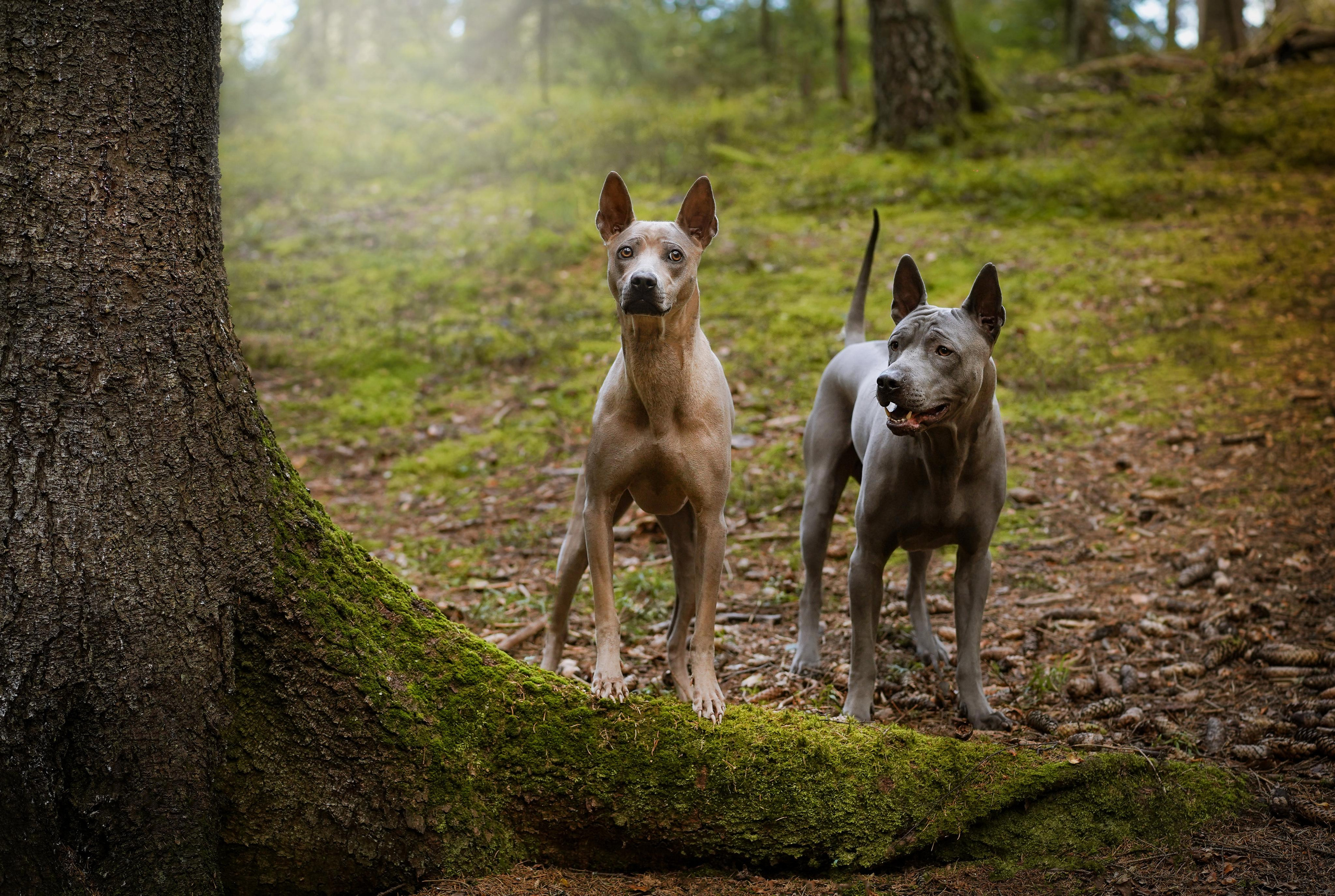 Юля Дима Грей и Тоффи. Фотограф-анималист в Санкт-Петербурге Яна Мартынова