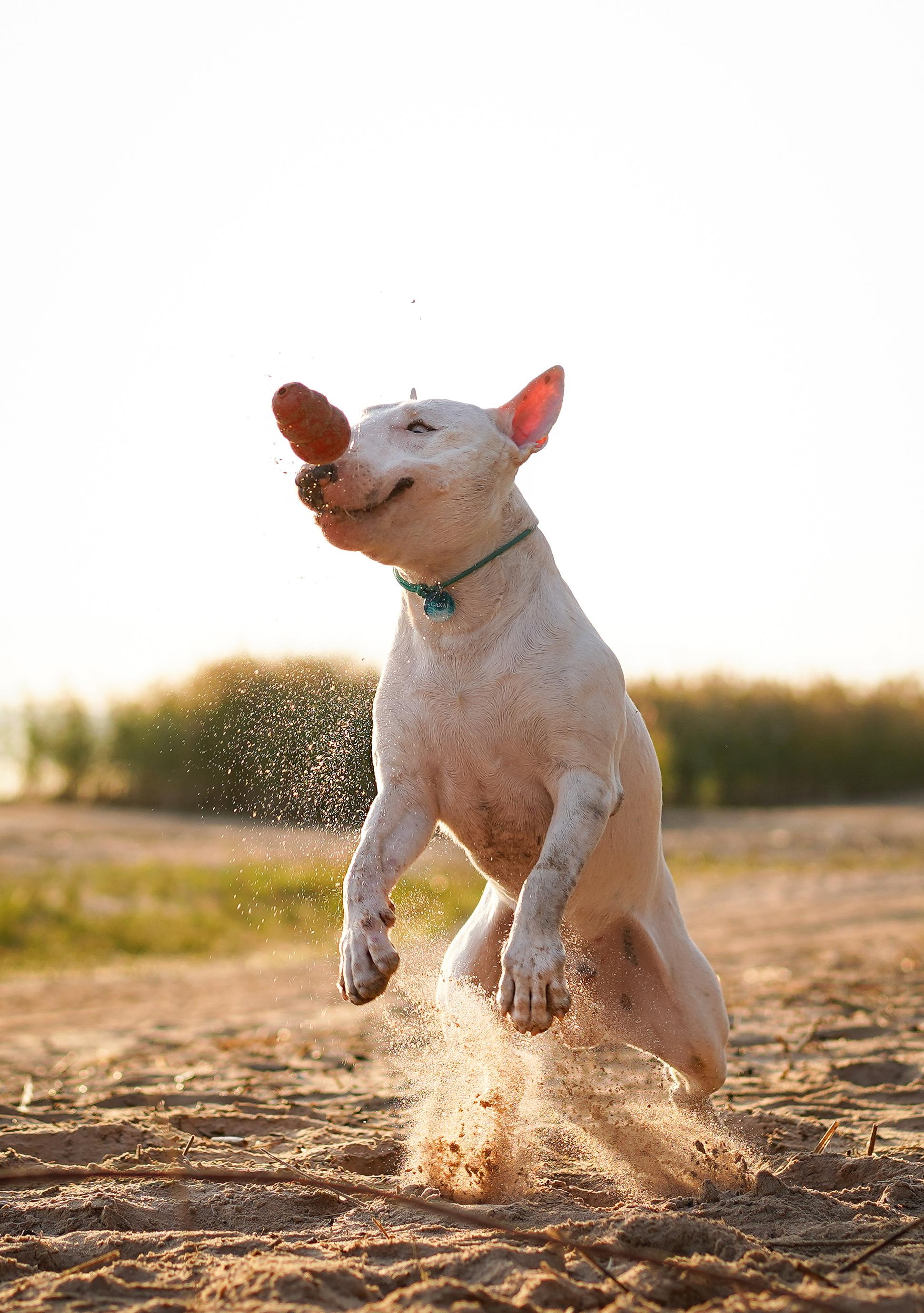 Настя Рома и Сахар. Фотограф-анималист в Санкт-Петербурге Яна Мартынова